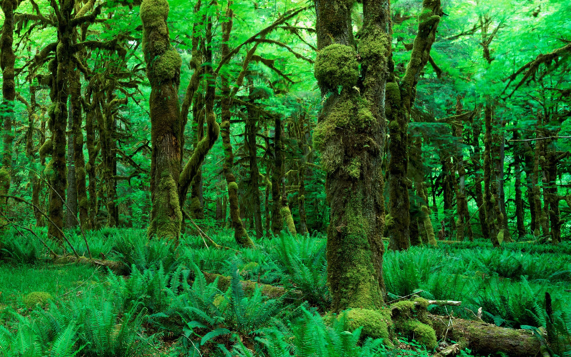 Moss-covered trees and ferns in a dense forest HD Wallpaper