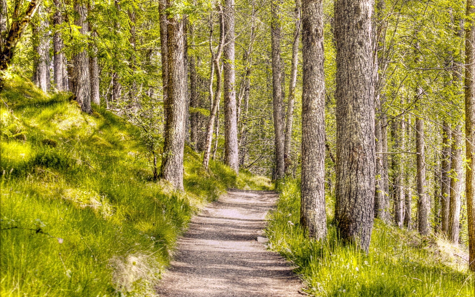 A dirt path winds through a sun-dappled forest. HD Wallpaper