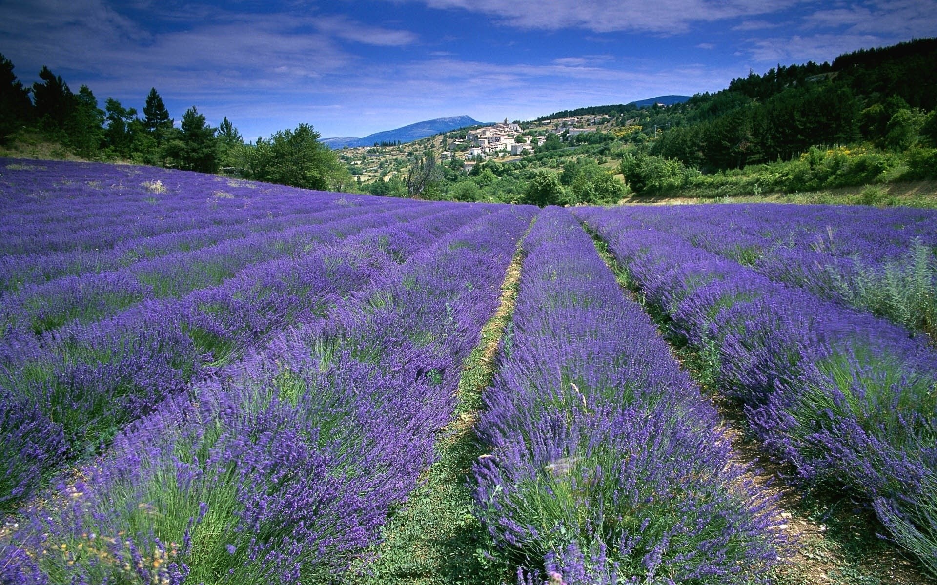 Lavender field in Provence with a village in the background HD Wallpaper