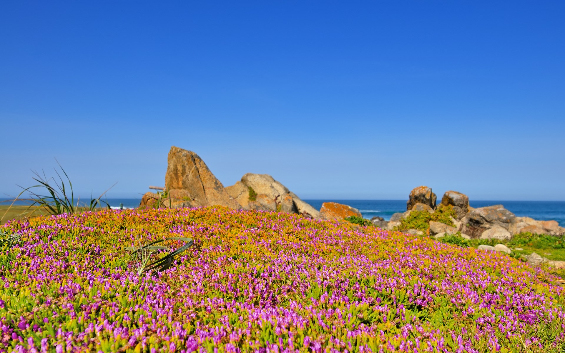 Coastal landscape with purple flowers and rocks HD Wallpaper