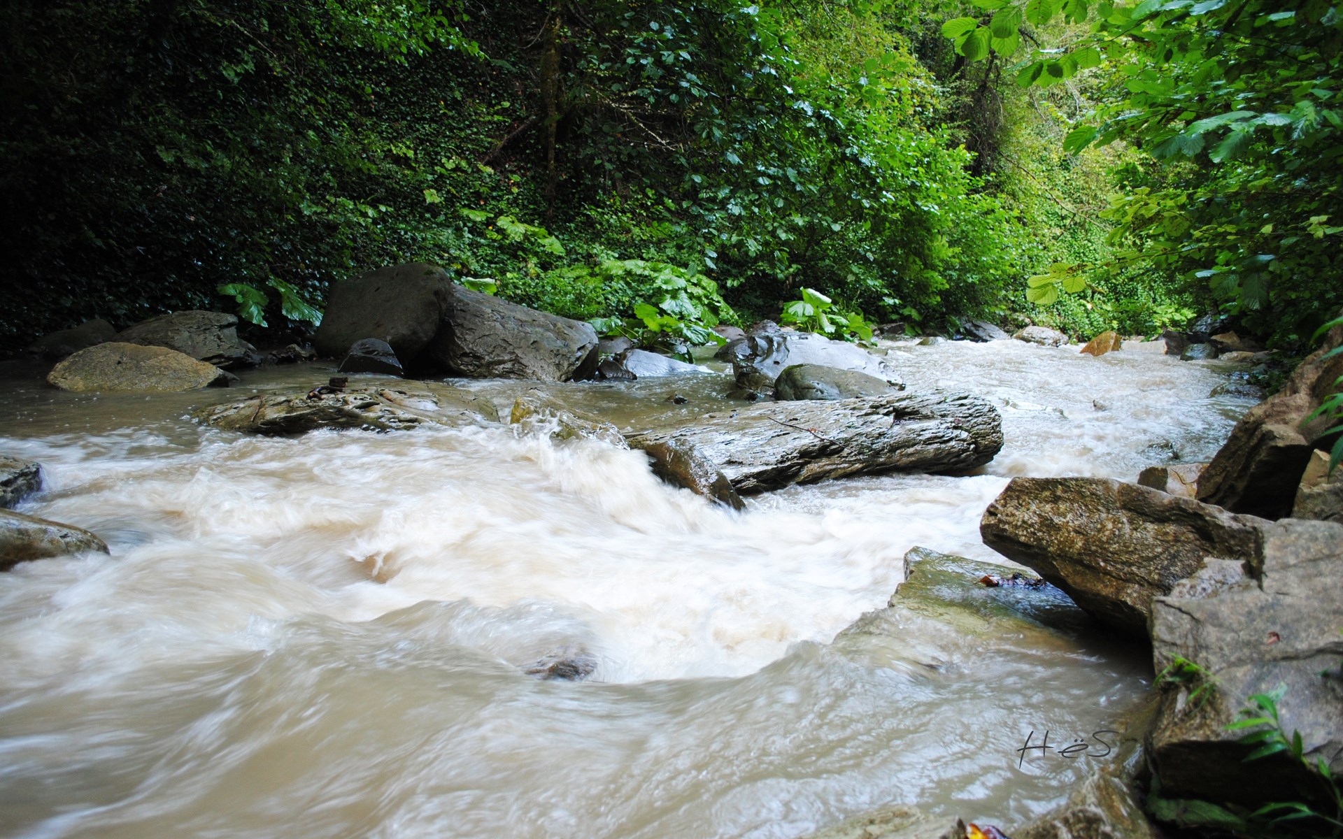 A fast-flowing river through a green forest HD Wallpaper