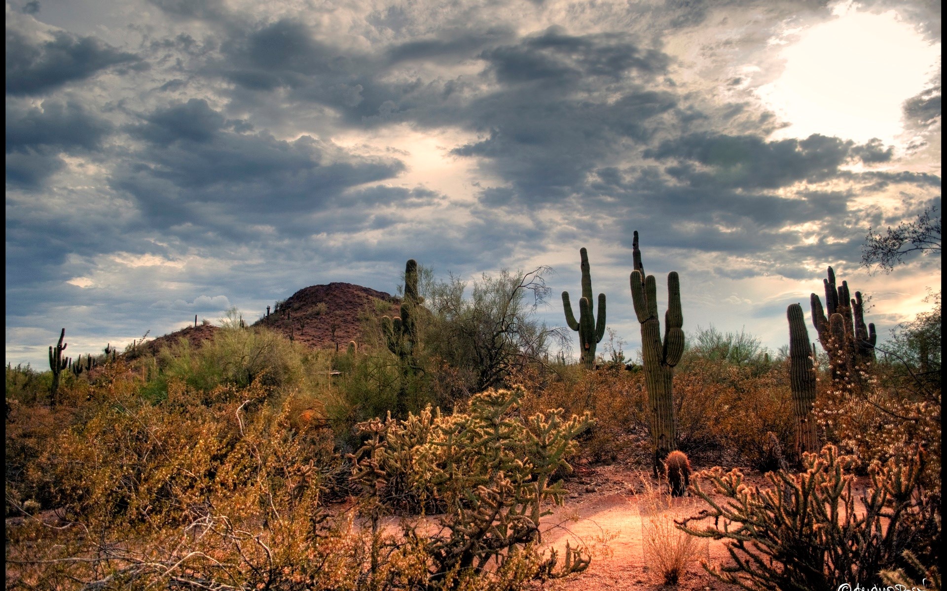 Desert landscape with saguaro cacti and cloudy sky HD Wallpaper