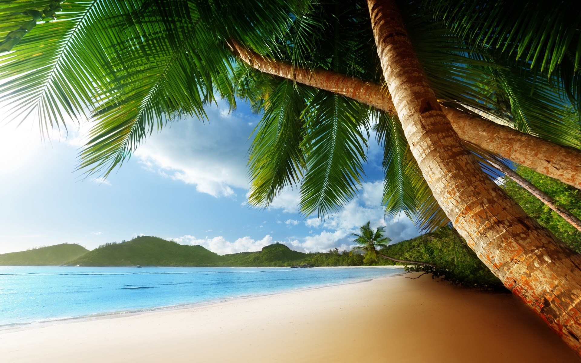 Tropical beach with palm trees and ocean HD Wallpaper