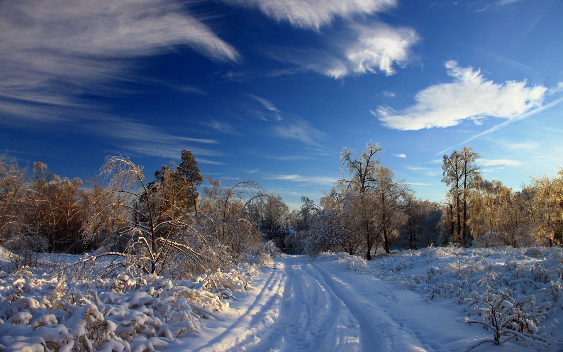 Snowy forest road with trees covered in ice HD Wallpaper