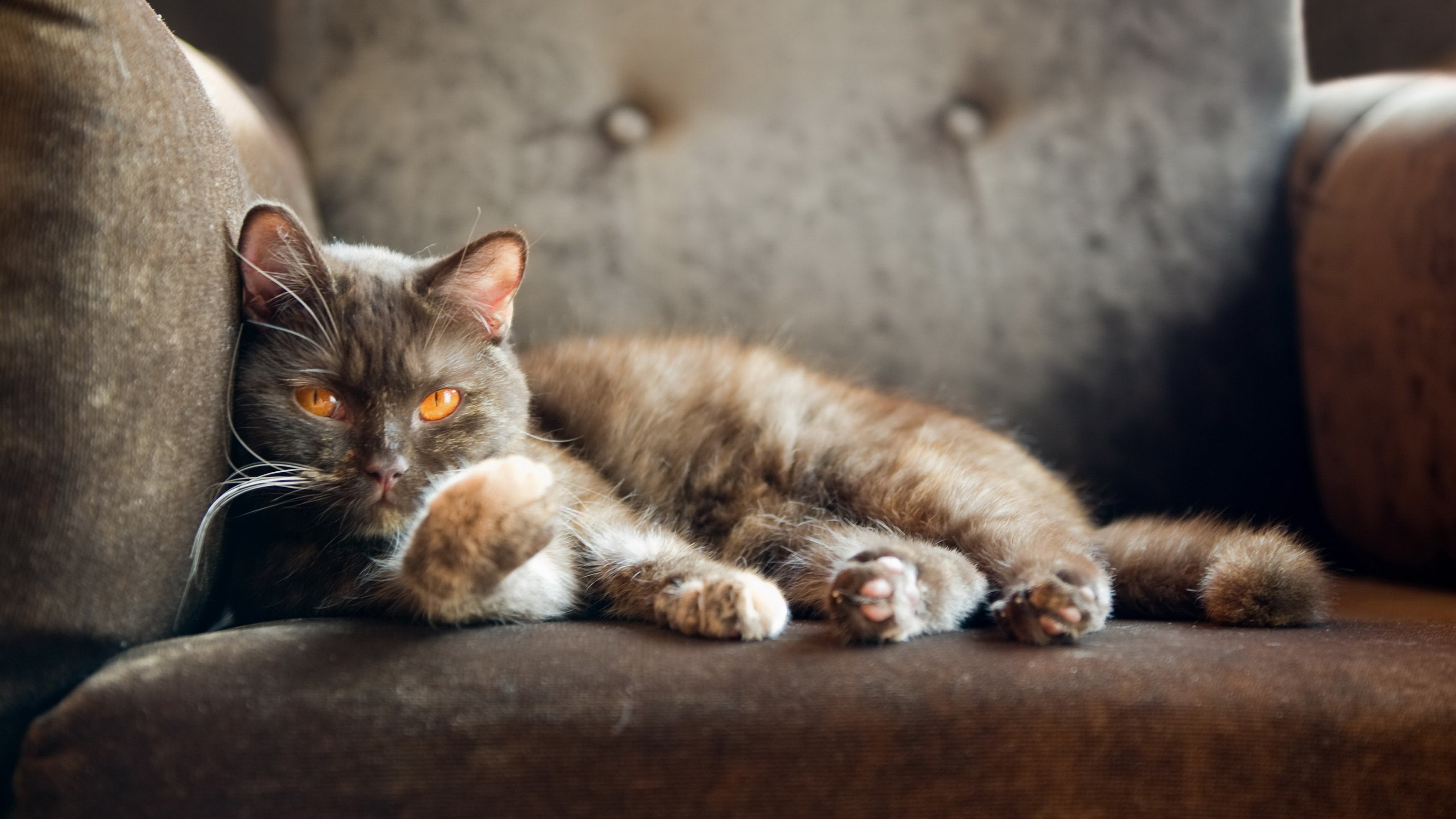 Brown cat with orange eyes lying on a couch HD Wallpaper