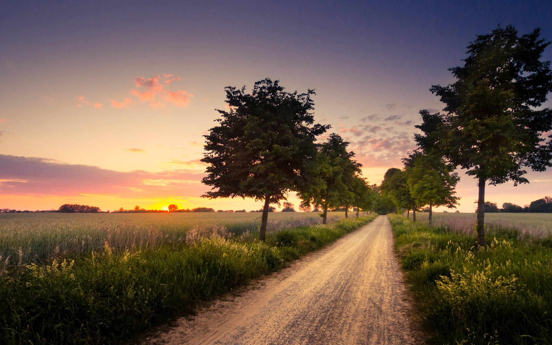 Dirt road lined with trees at sunset HD Wallpaper