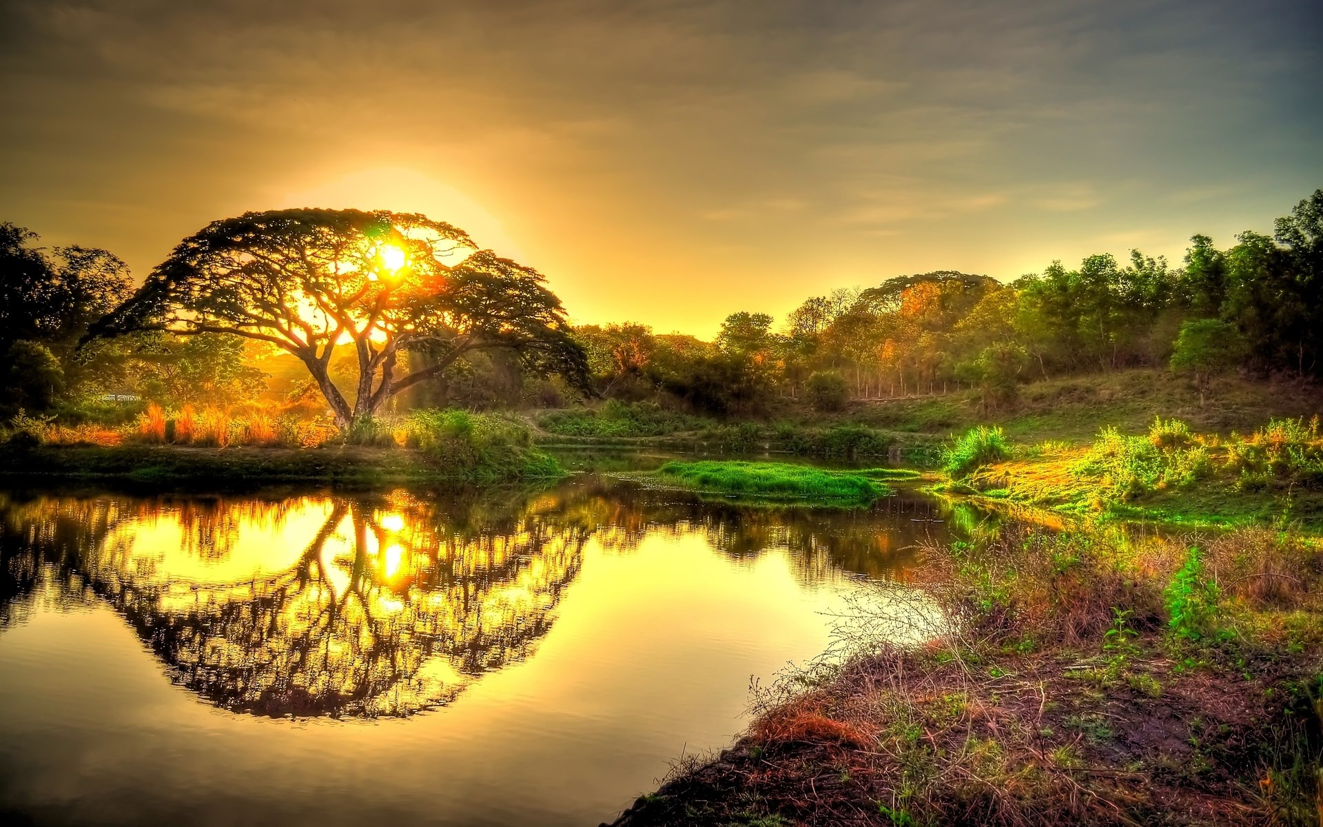 Tree reflecting in water at sunset HD Wallpaper