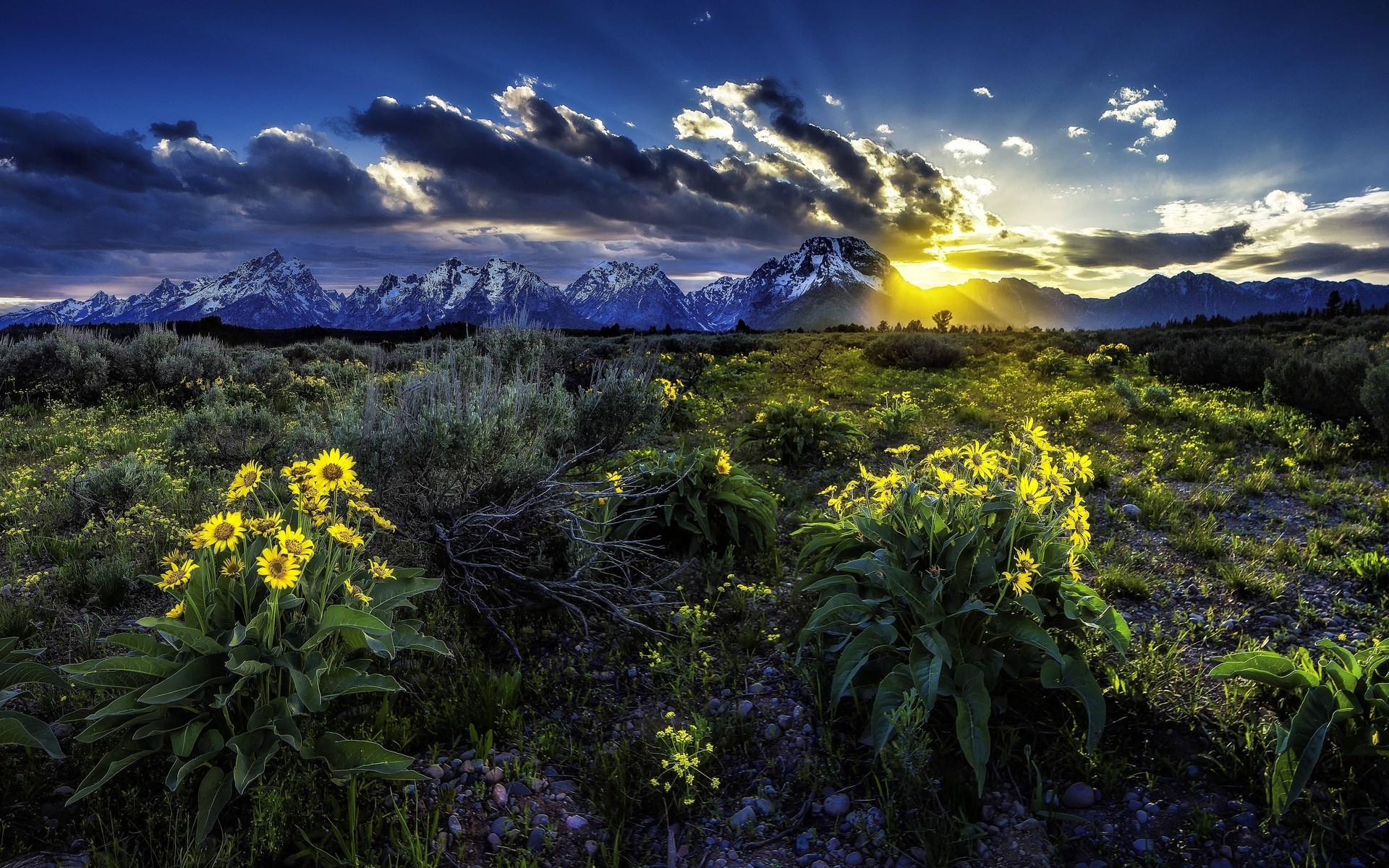 Sunset over Grand Teton National Park with wildflowers HD Wallpaper