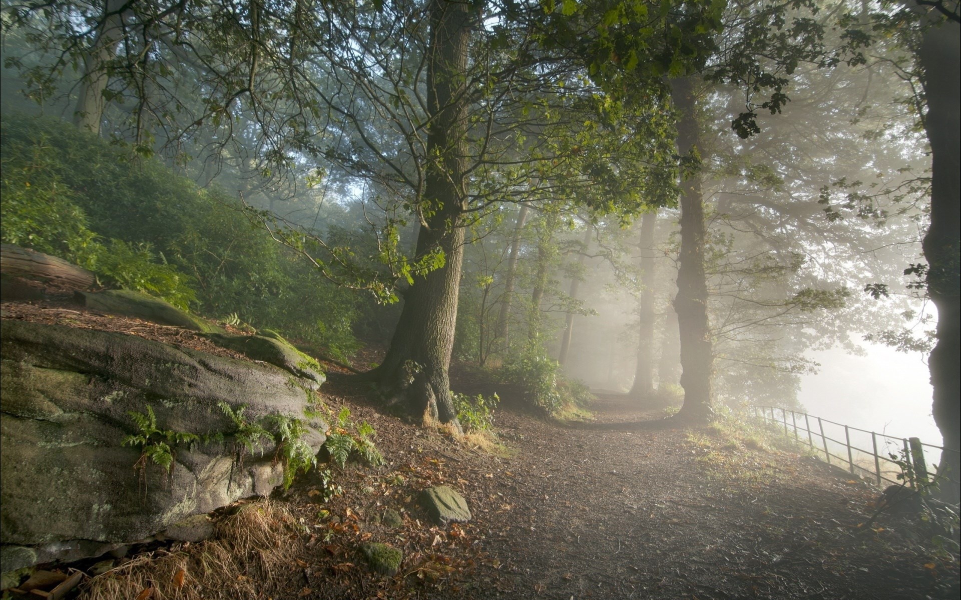 Misty forest path with rocks and trees HD Wallpaper