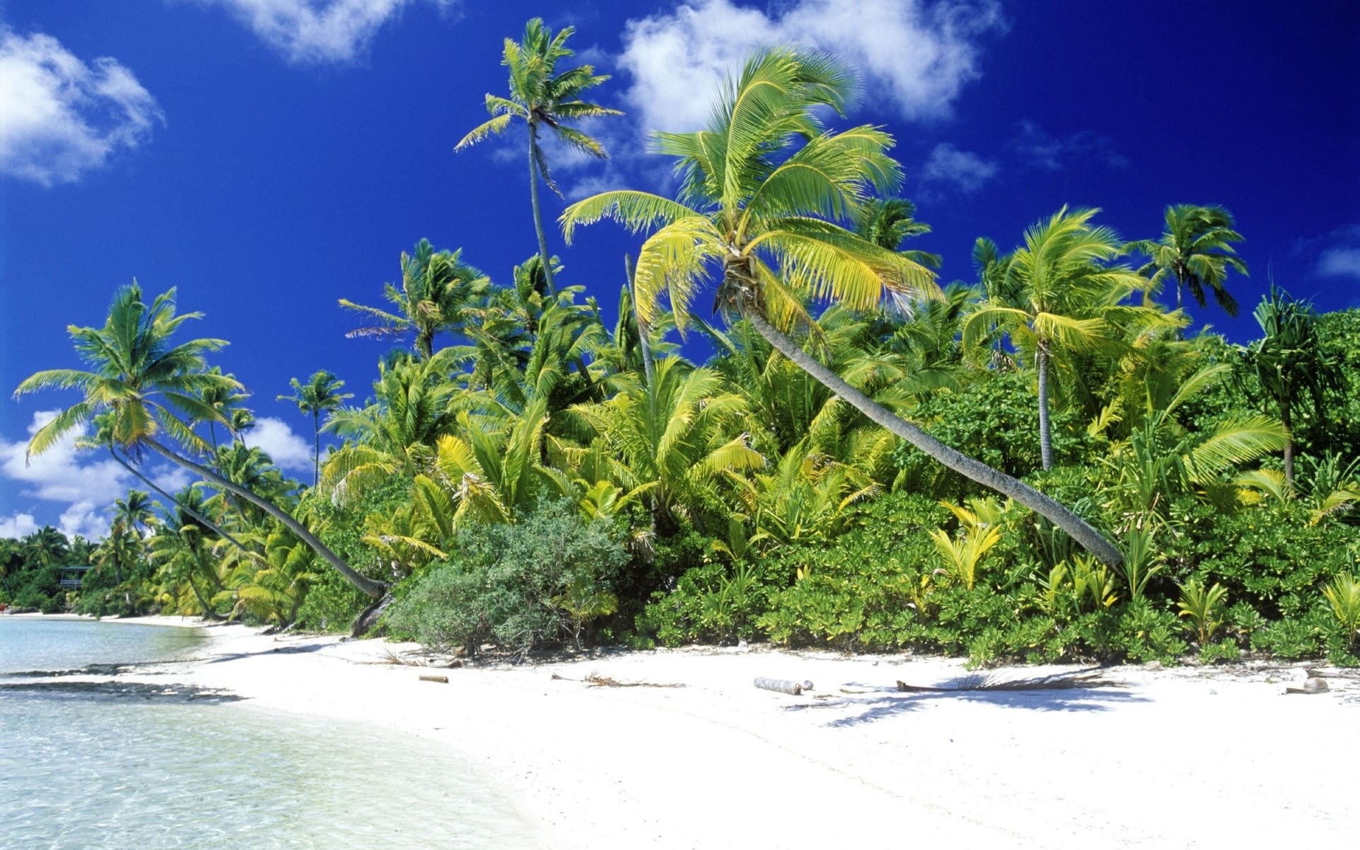 Tropical beach with palm trees and clear blue sky HD Wallpaper