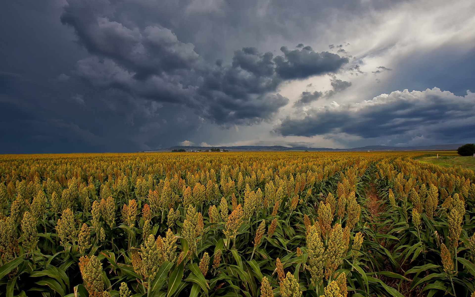 Field of sorghum under stormy skies HD Wallpaper