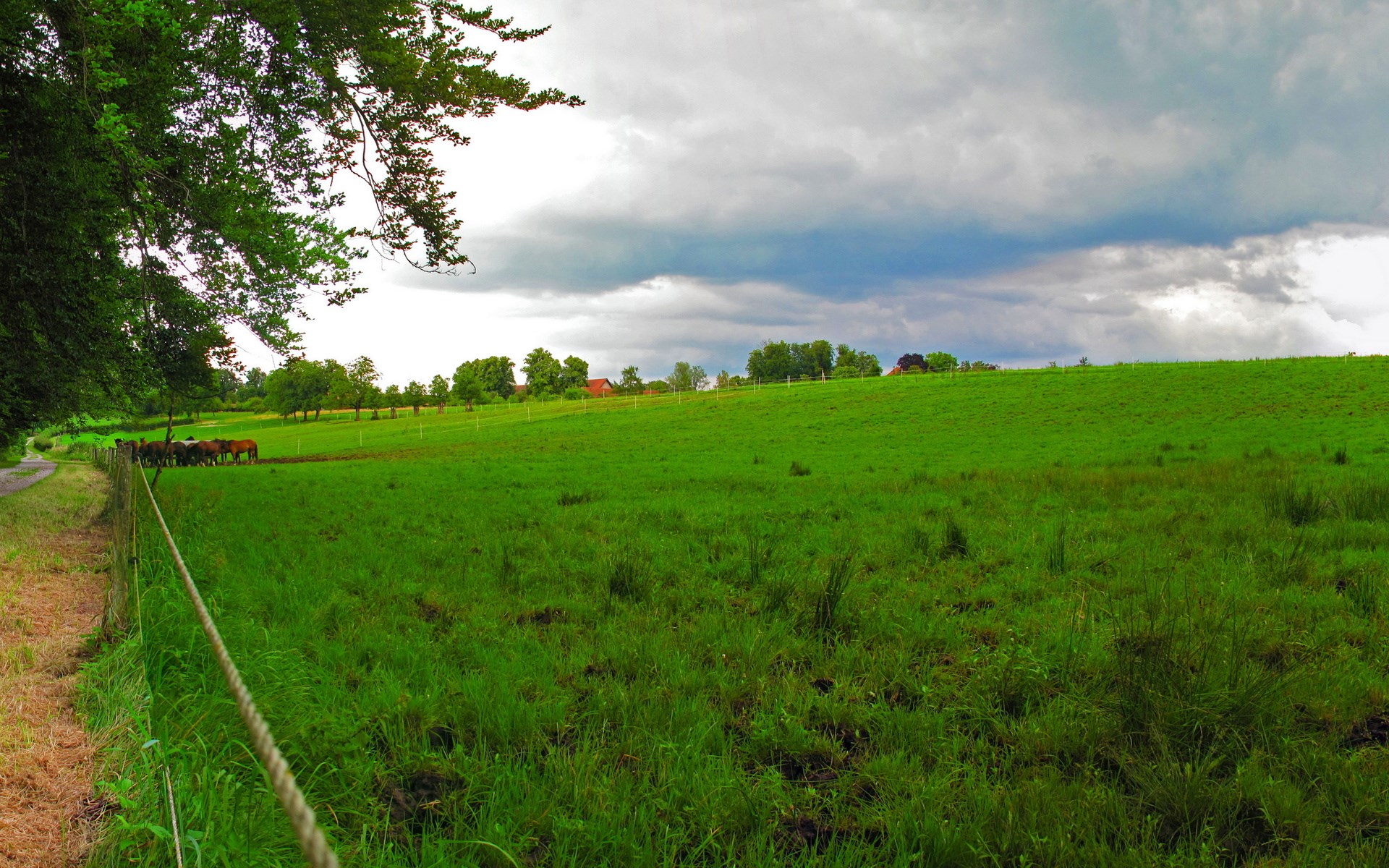 Horses in a green pasture with a cloudy sky HD Wallpaper