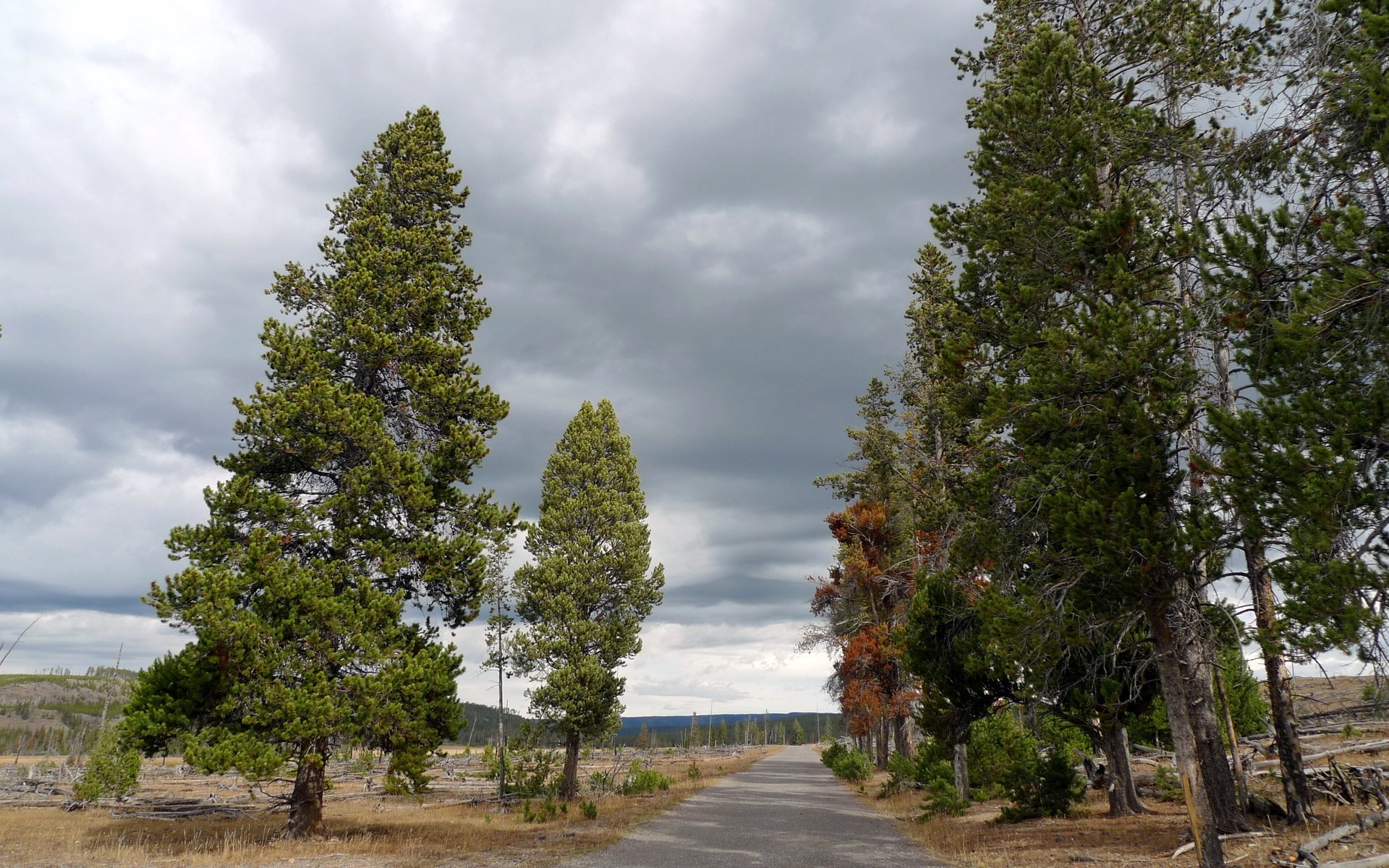 Road through a forest with stormy clouds HD Wallpaper