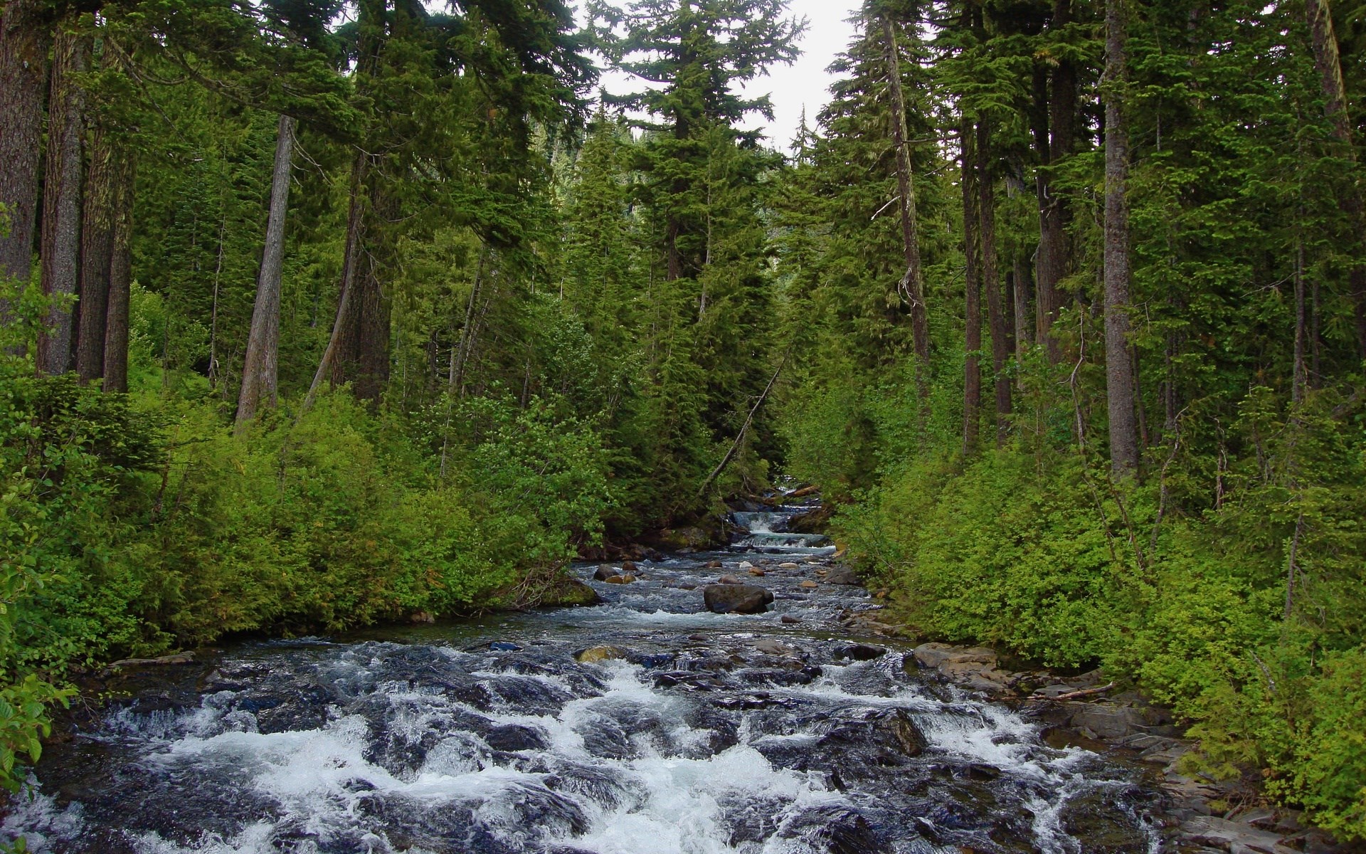 A forest stream flows through a dense evergreen forest. HD Wallpaper