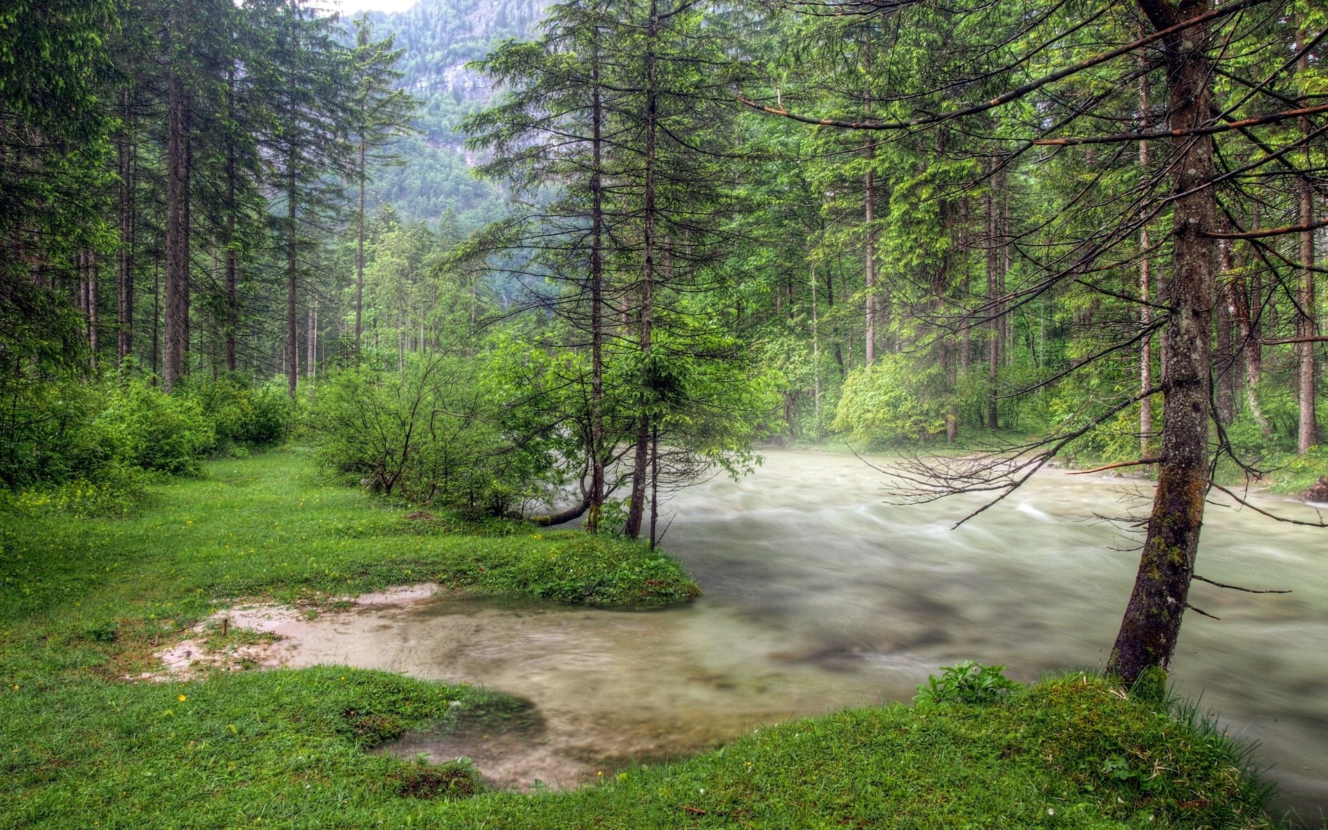 Misty forest river with tall trees HD Wallpaper