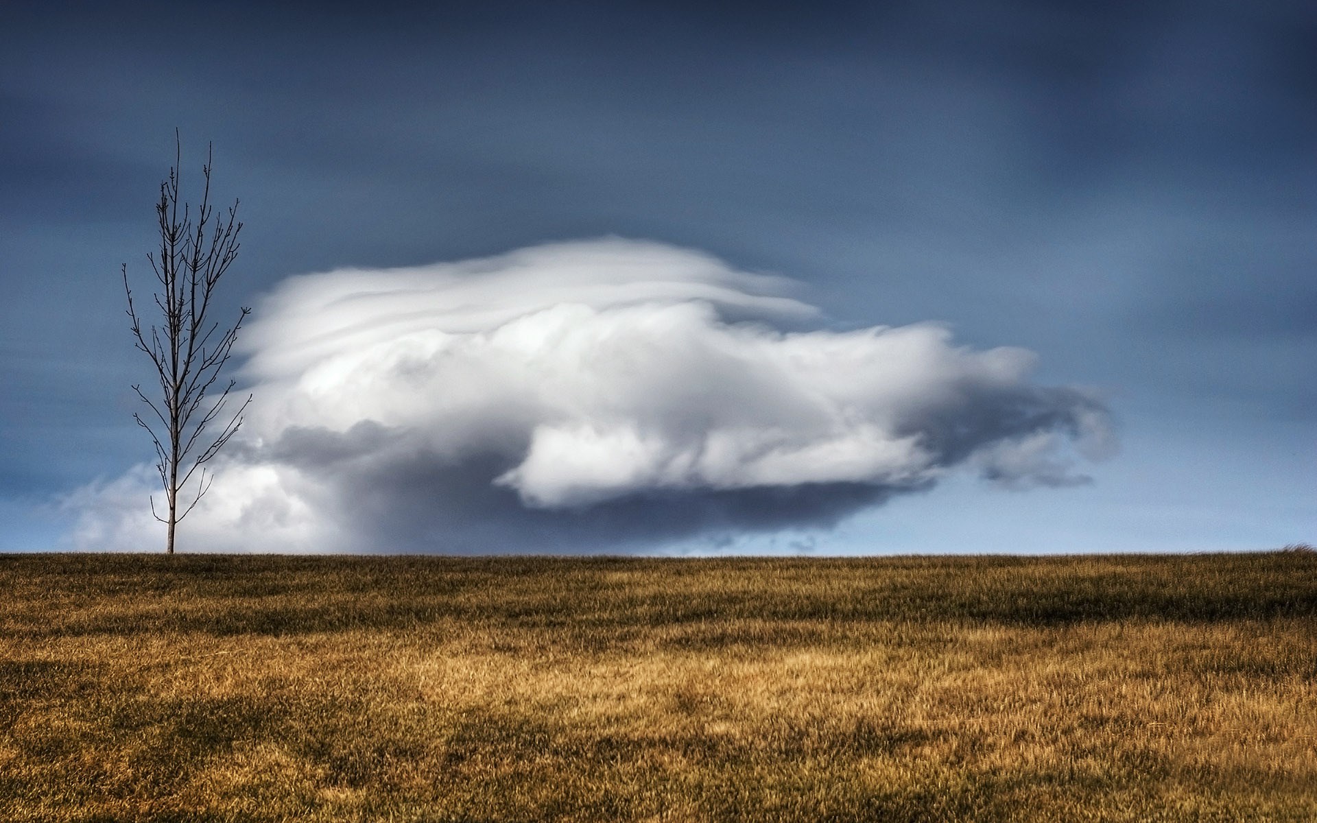 Bare tree in a field under a dramatic cloud formation HD Wallpaper