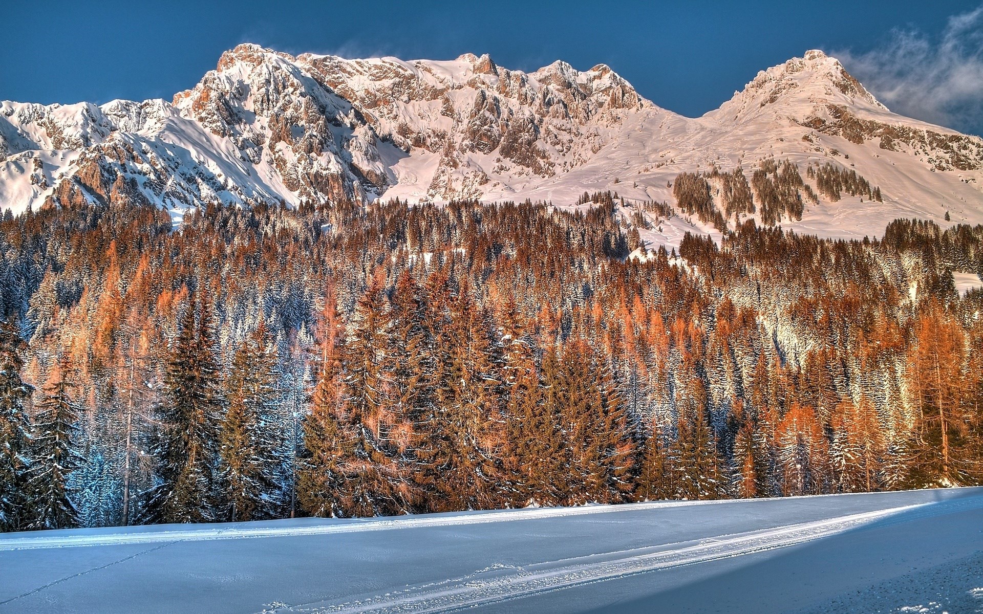 Snowy mountains and pine forest in sunlight HD Wallpaper