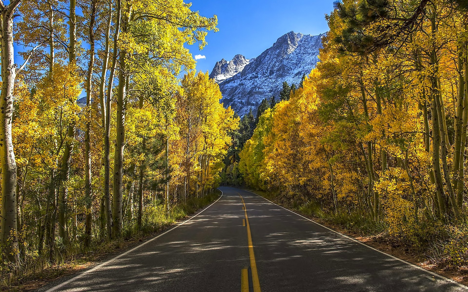 Road through autumn forest with snow-capped mountains HD Wallpaper
