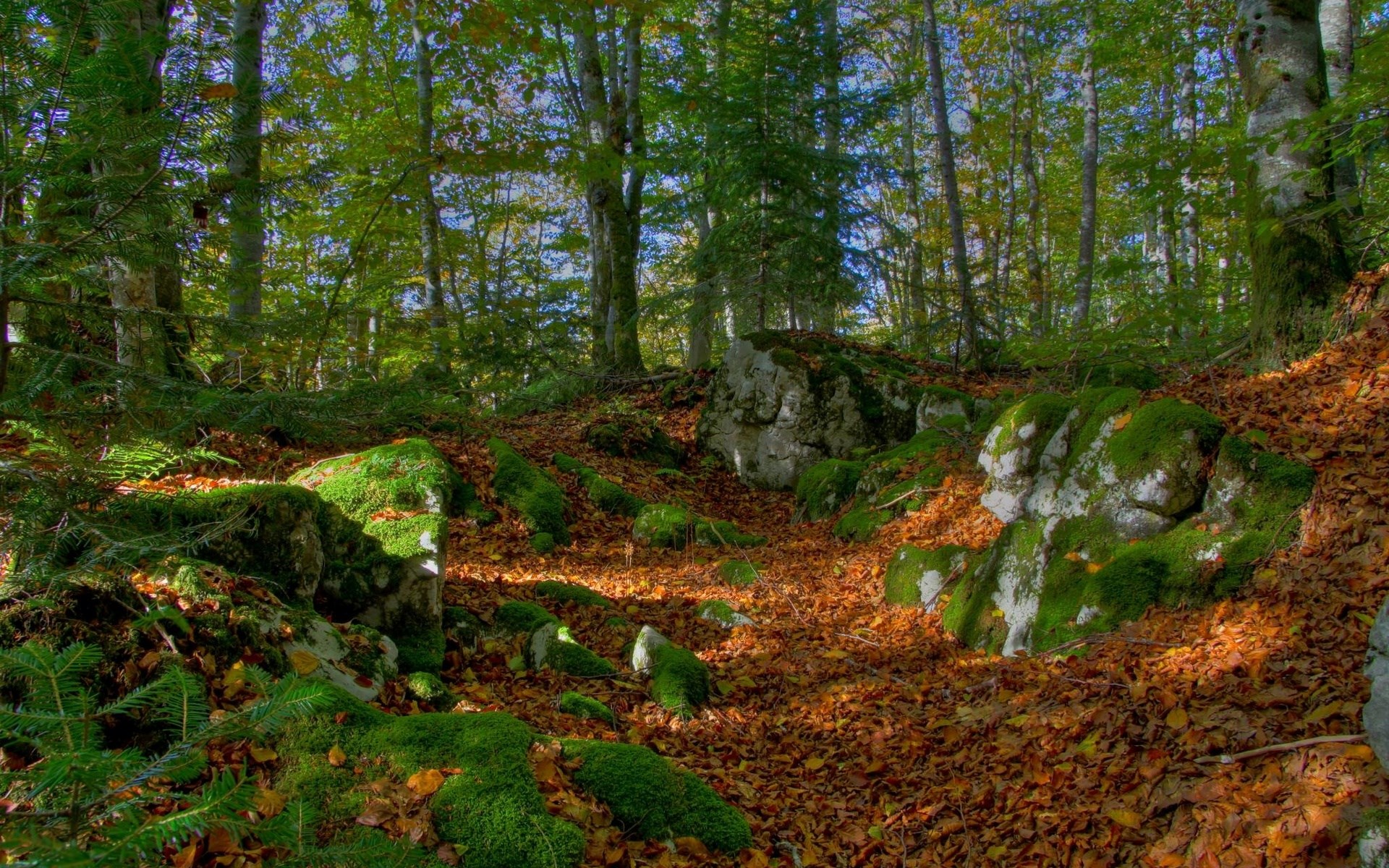 Forest floor covered in autumn leaves and mossy rocks HD Wallpaper