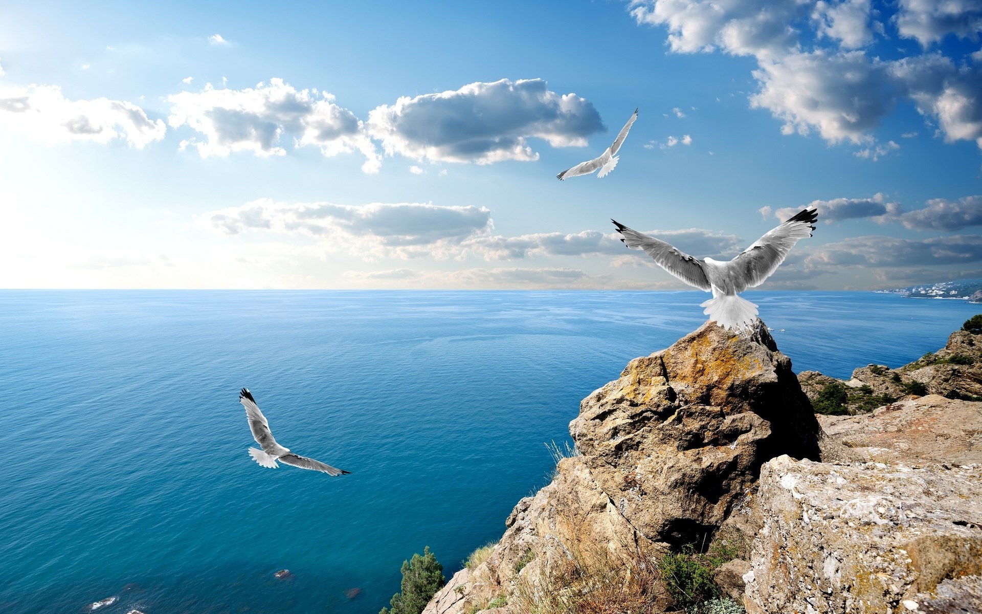 Seagulls flying over a rocky coastline and the ocean HD Wallpaper