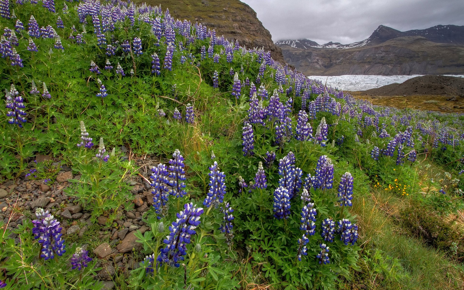Purple lupine flowers on a hillside with a glacier in the background HD Wallpaper