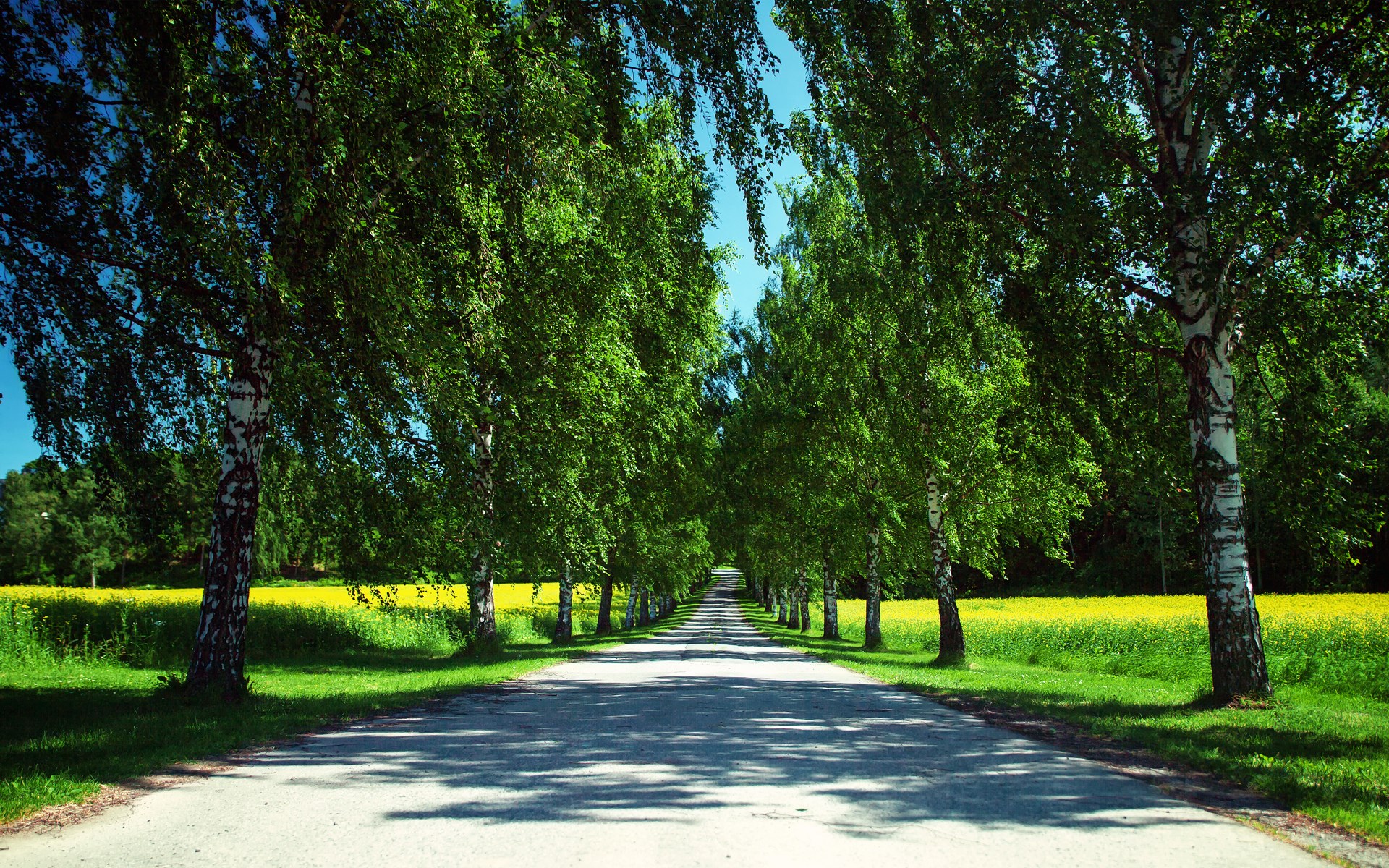 A tree-lined road with yellow fields HD Wallpaper