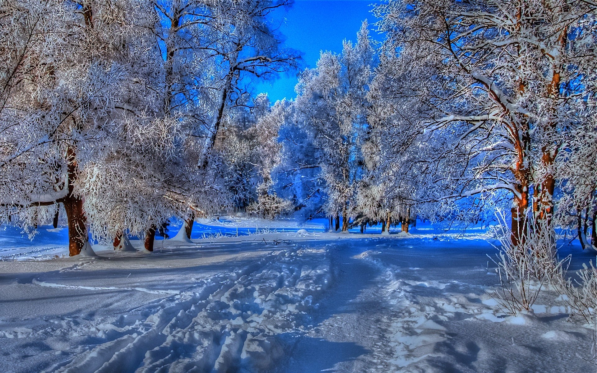 Snowy forest path with frosted trees HD Wallpaper