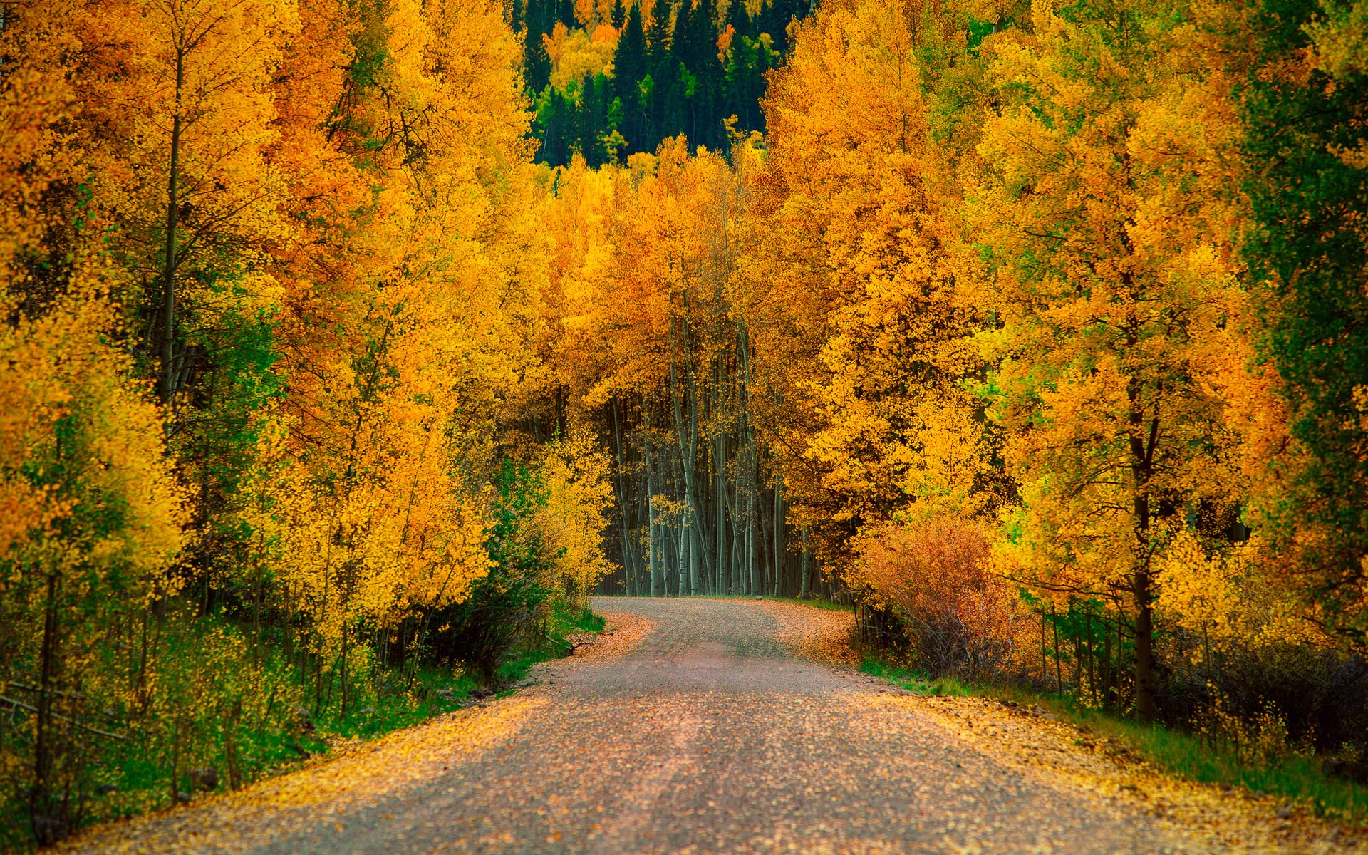 Autumn road through a forest with yellow trees HD Wallpaper