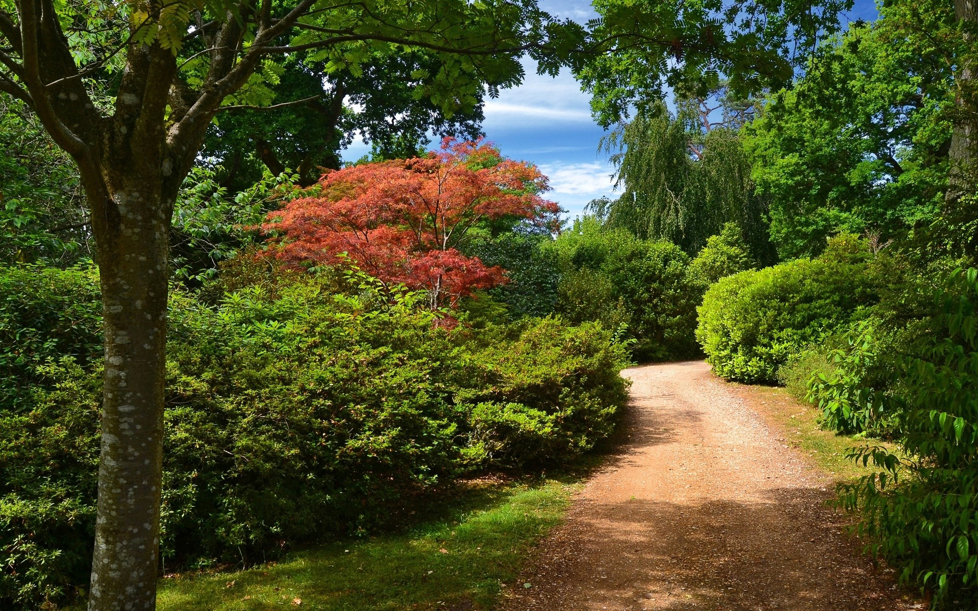 A winding dirt path through a lush garden with a red-leafed tree HD Wallpaper