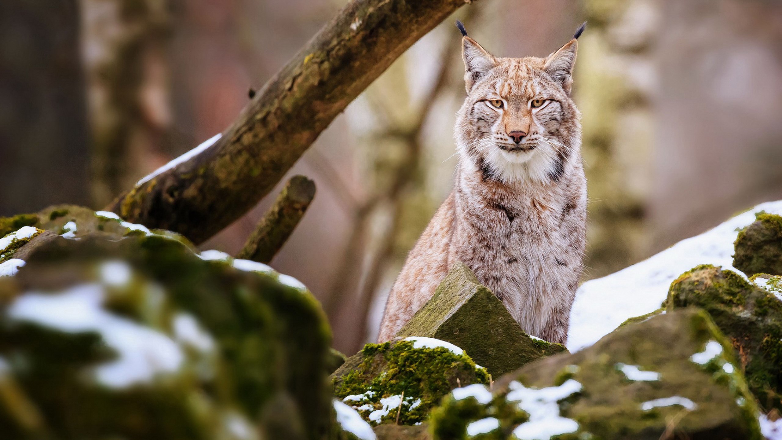 Lynx sitting on rocks in a forest HD Wallpaper