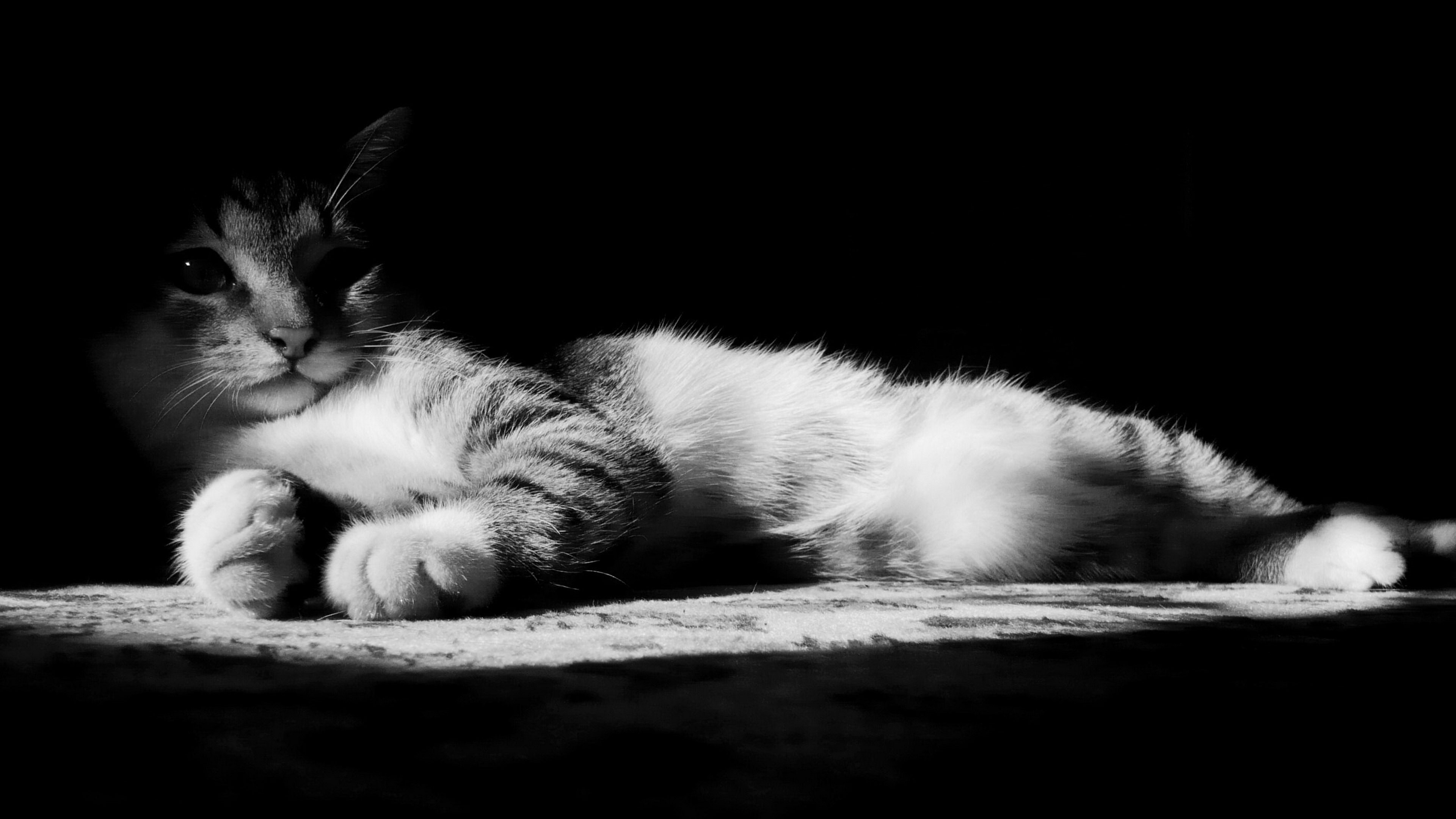 Cat lying down in dramatic lighting HD Wallpaper