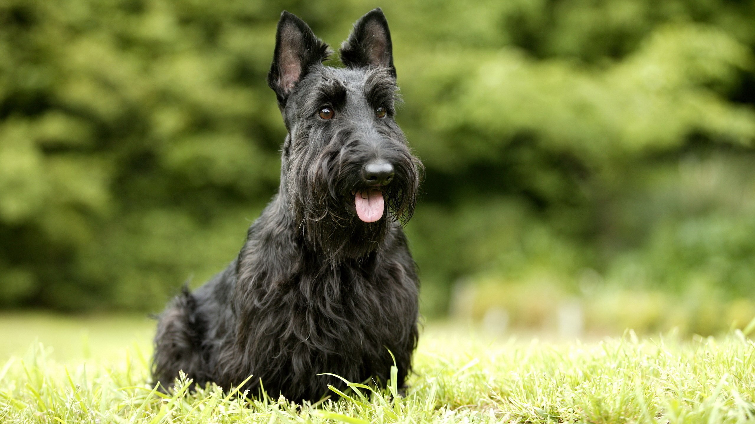 Scottish Terrier sitting in grass HD Wallpaper