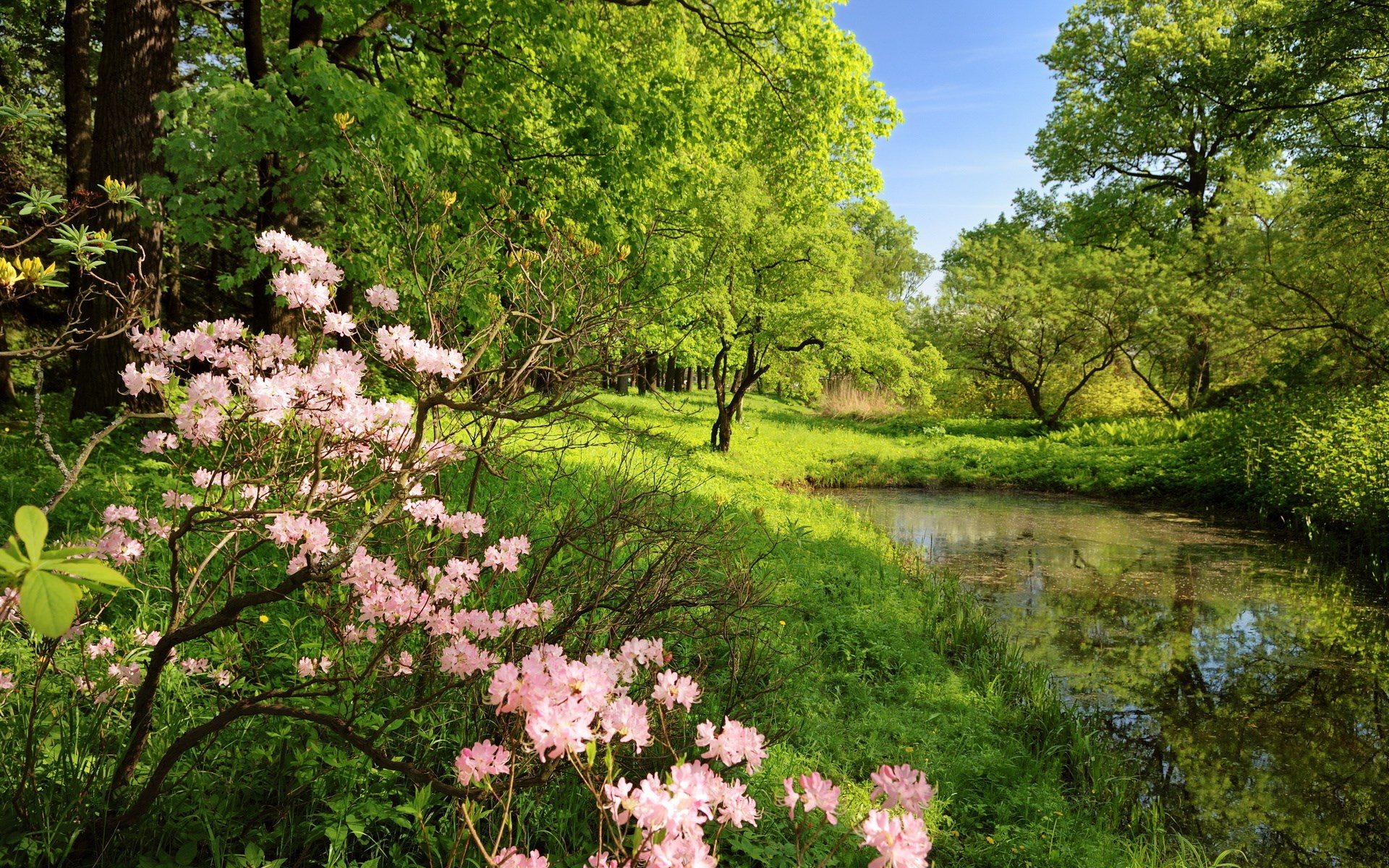 Pink azaleas bloom by a pond in a sunlit forest HD Wallpaper