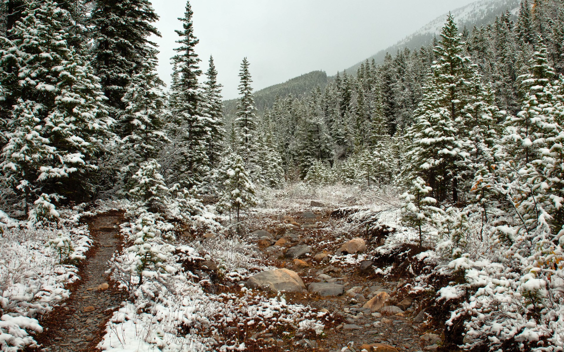 Snow-covered pine forest with a rocky path HD Wallpaper