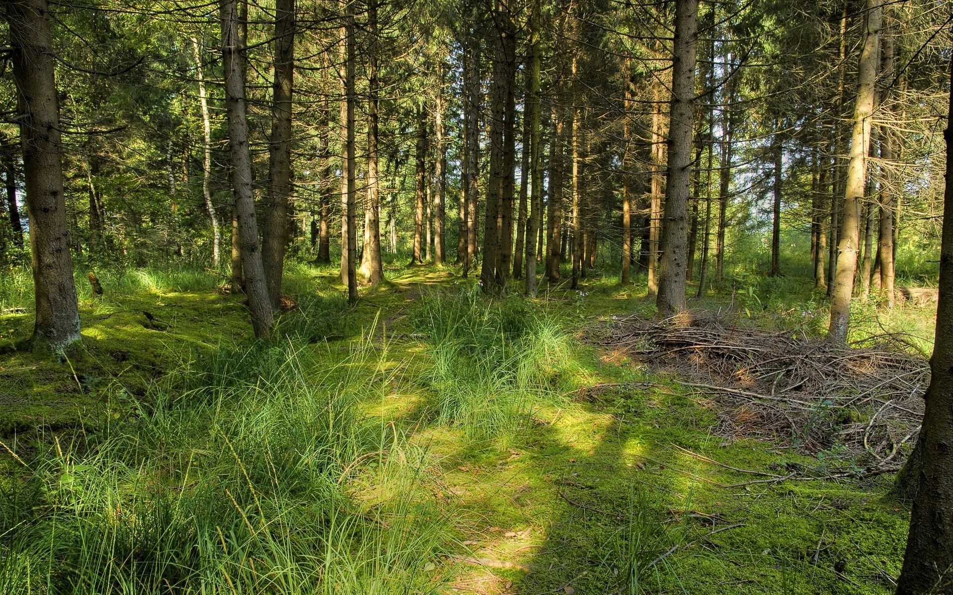 Sunlight filters through a dense forest with mossy ground. HD Wallpaper