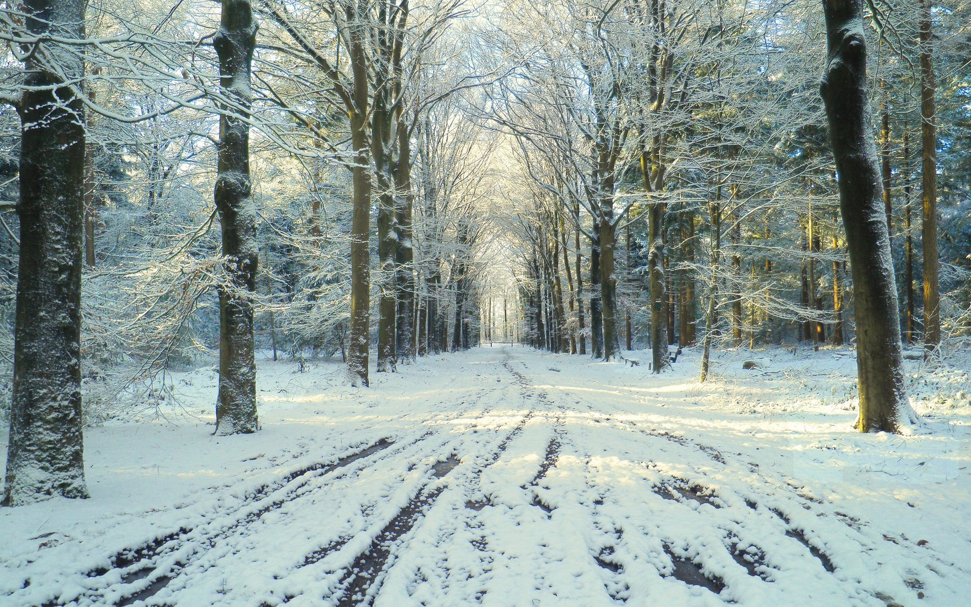Snowy forest path with tire tracks HD Wallpaper