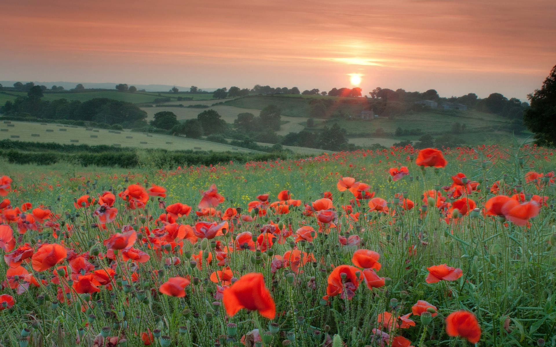 Field of poppies at sunset HD Wallpaper