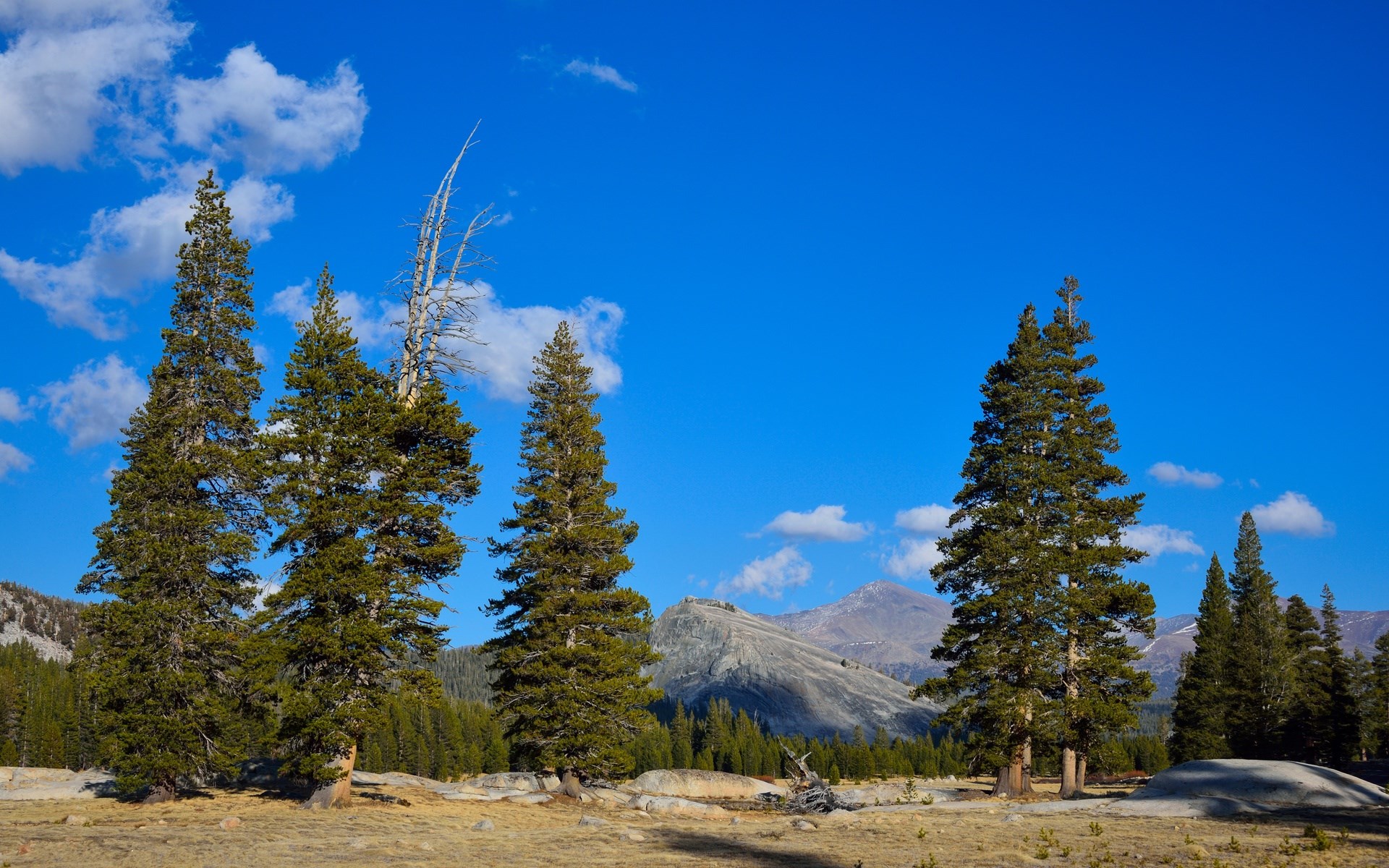 Tall pine trees in a mountain landscape under a blue sky HD Wallpaper