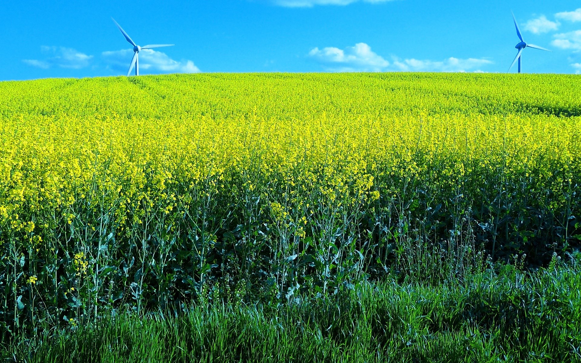 Field of yellow flowers with wind turbines HD Wallpaper