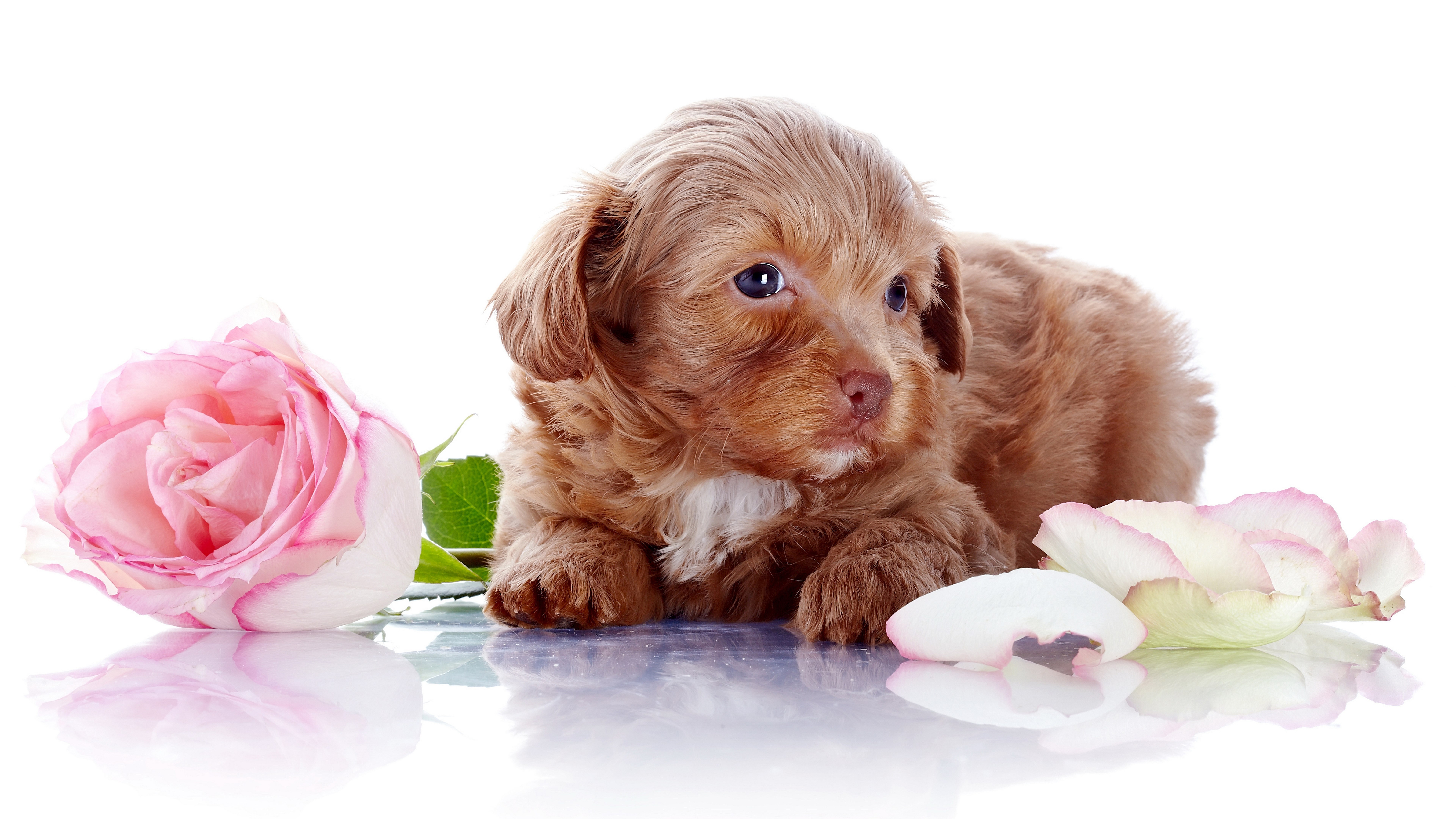 Brown puppy with pink rose HD Wallpaper