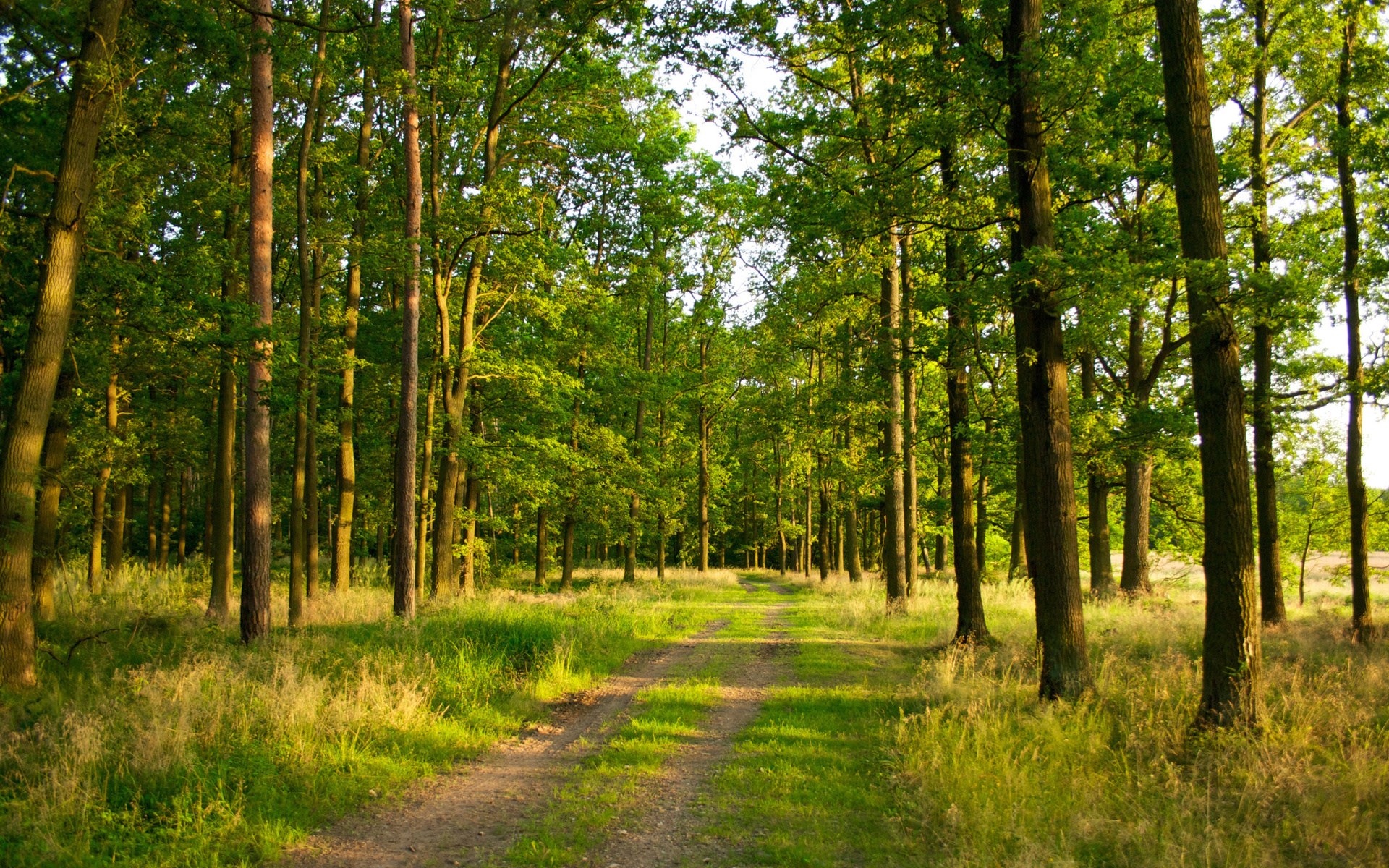 A dirt path winds through a sunlit forest. HD Wallpaper