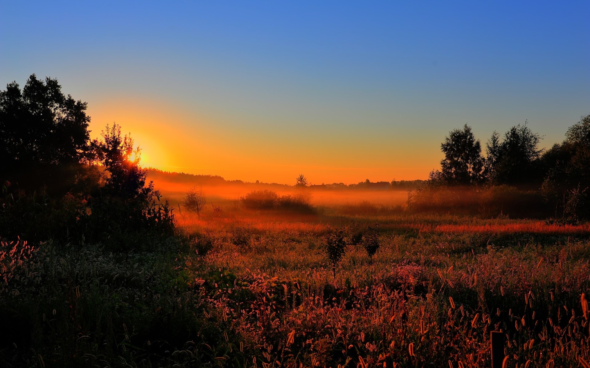 Sunrise over a misty field with trees HD Wallpaper