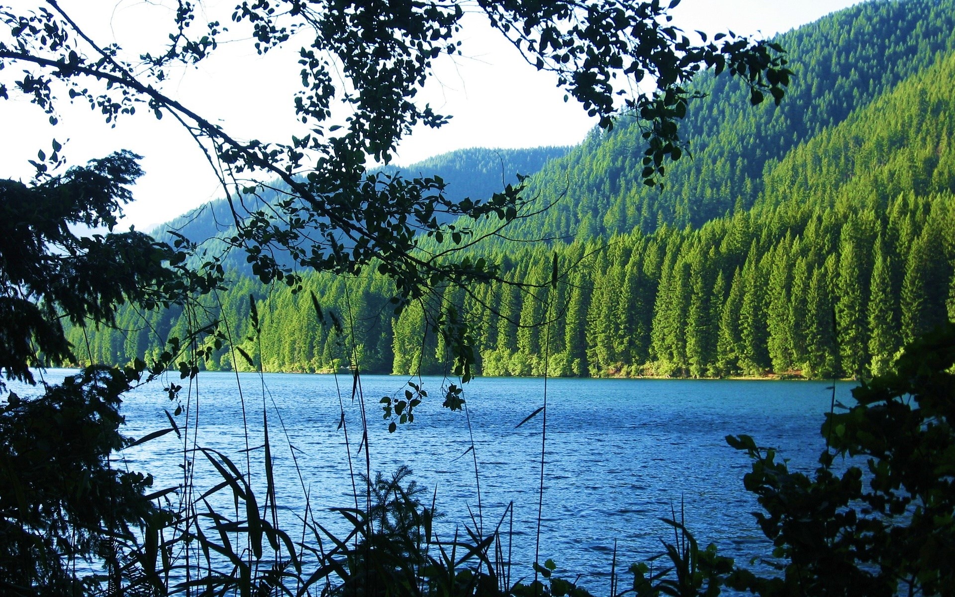 Lake surrounded by evergreen forest and mountains HD Wallpaper