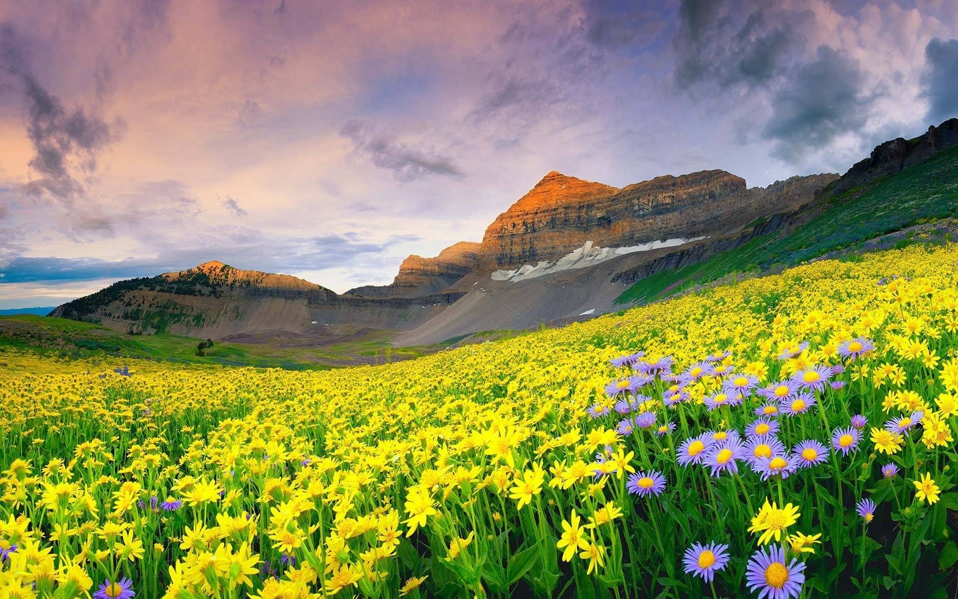 Field of yellow and purple flowers with mountains and sky HD Wallpaper