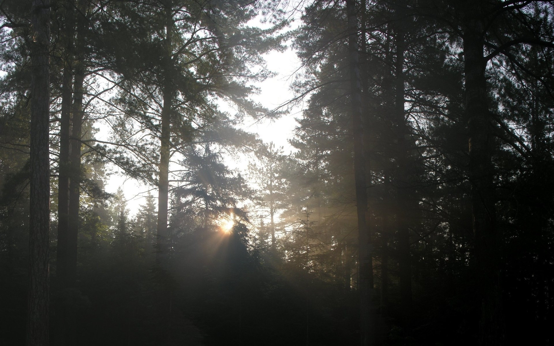 Sunbeams shining through a dense forest canopy HD Wallpaper