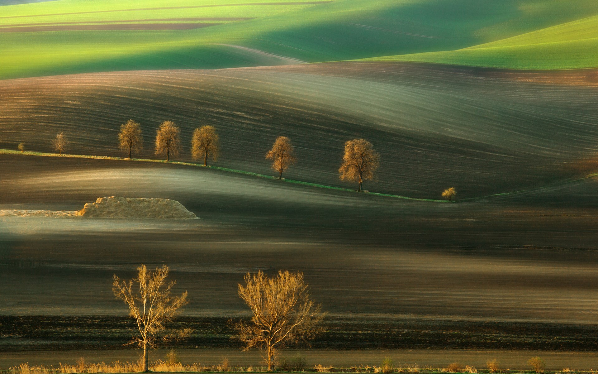 Rolling hills with trees and cultivated fields HD Wallpaper