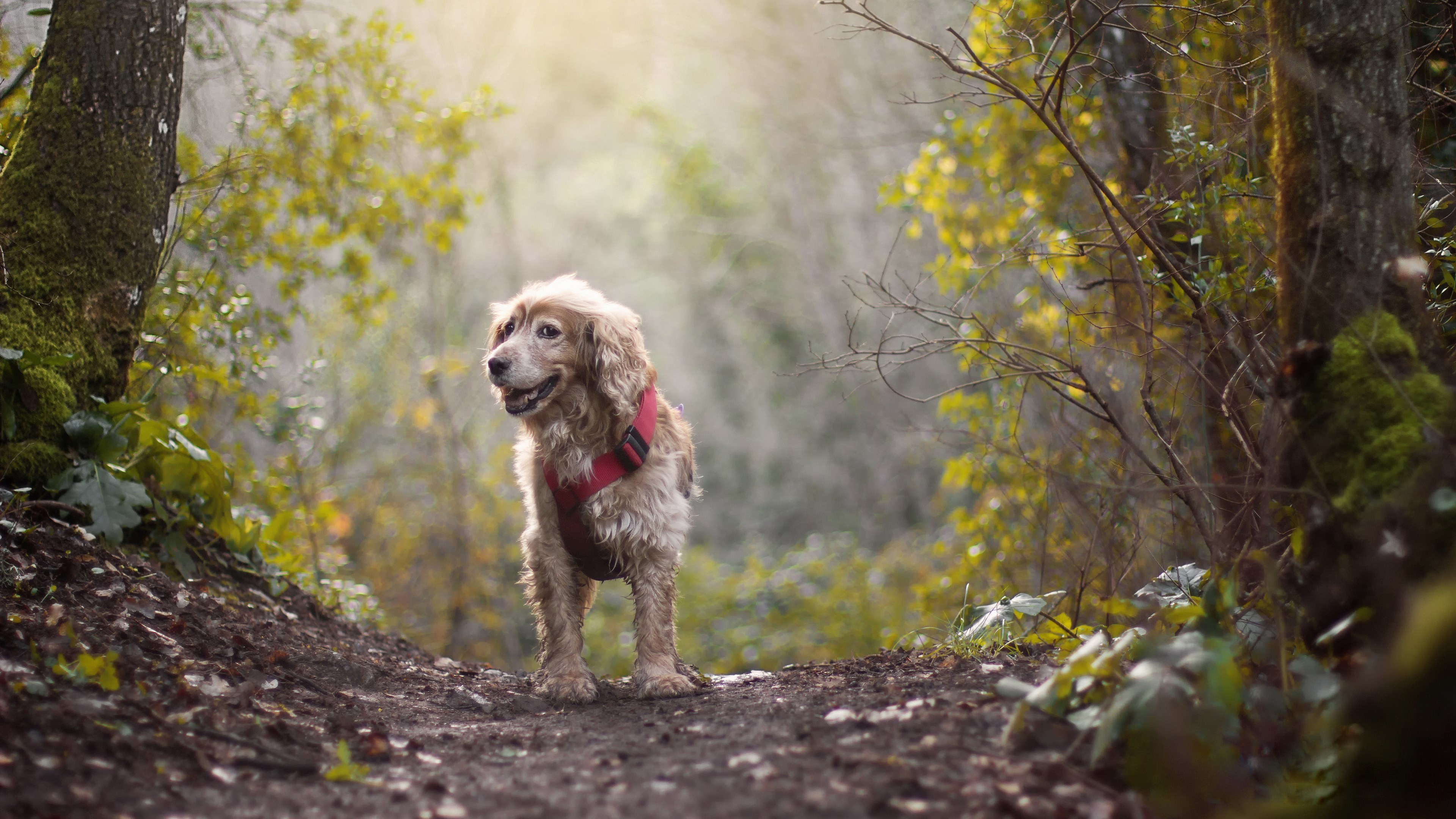 Dog wearing a red harness on a forest path HD Wallpaper