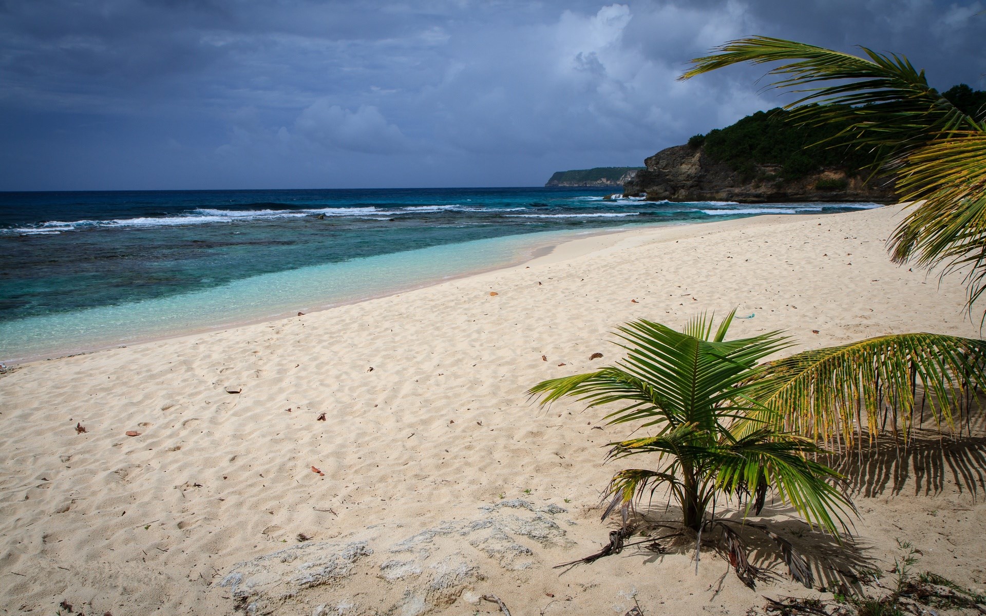 Tropical beach with palm trees and ocean HD Wallpaper