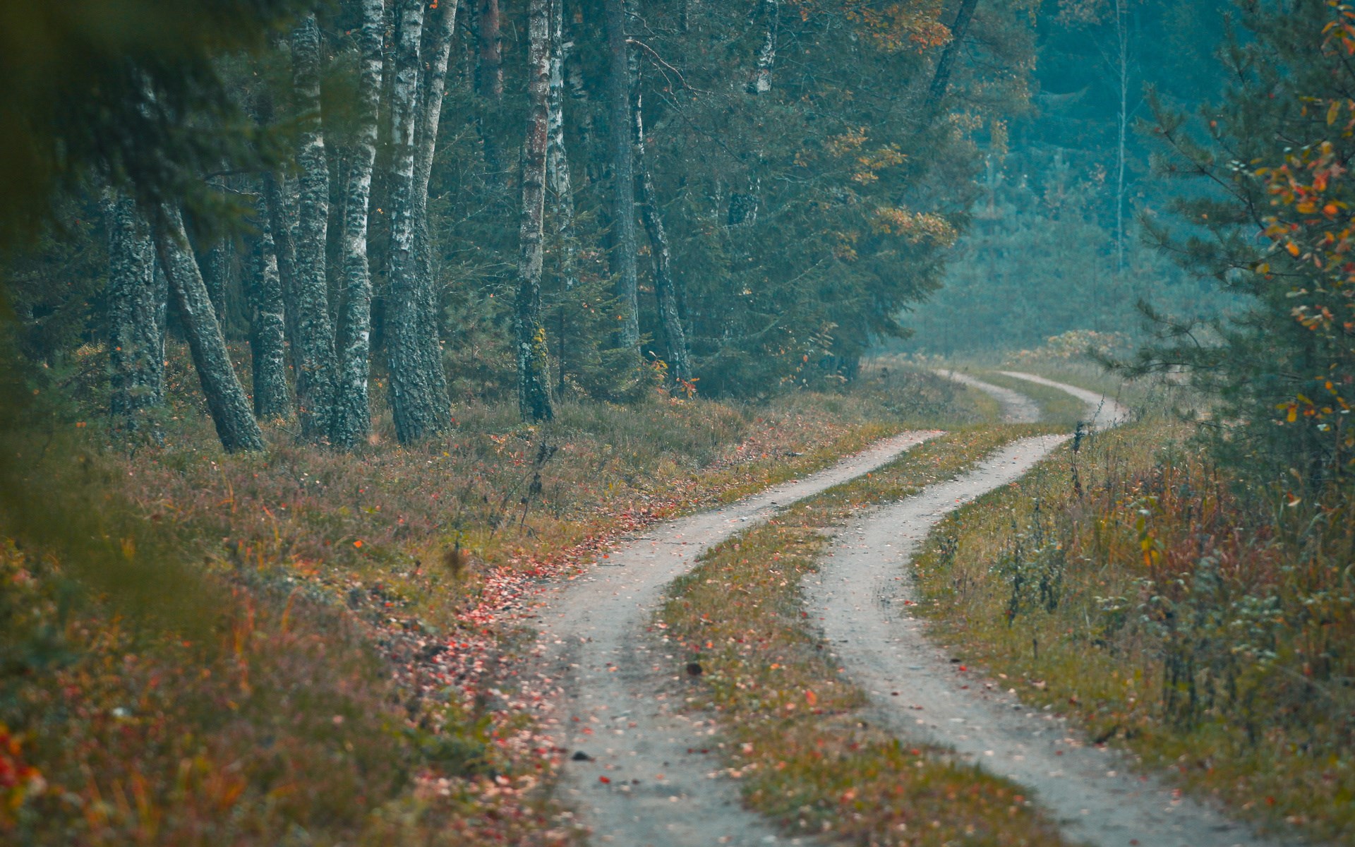 Dirt road winding through an autumn forest HD Wallpaper