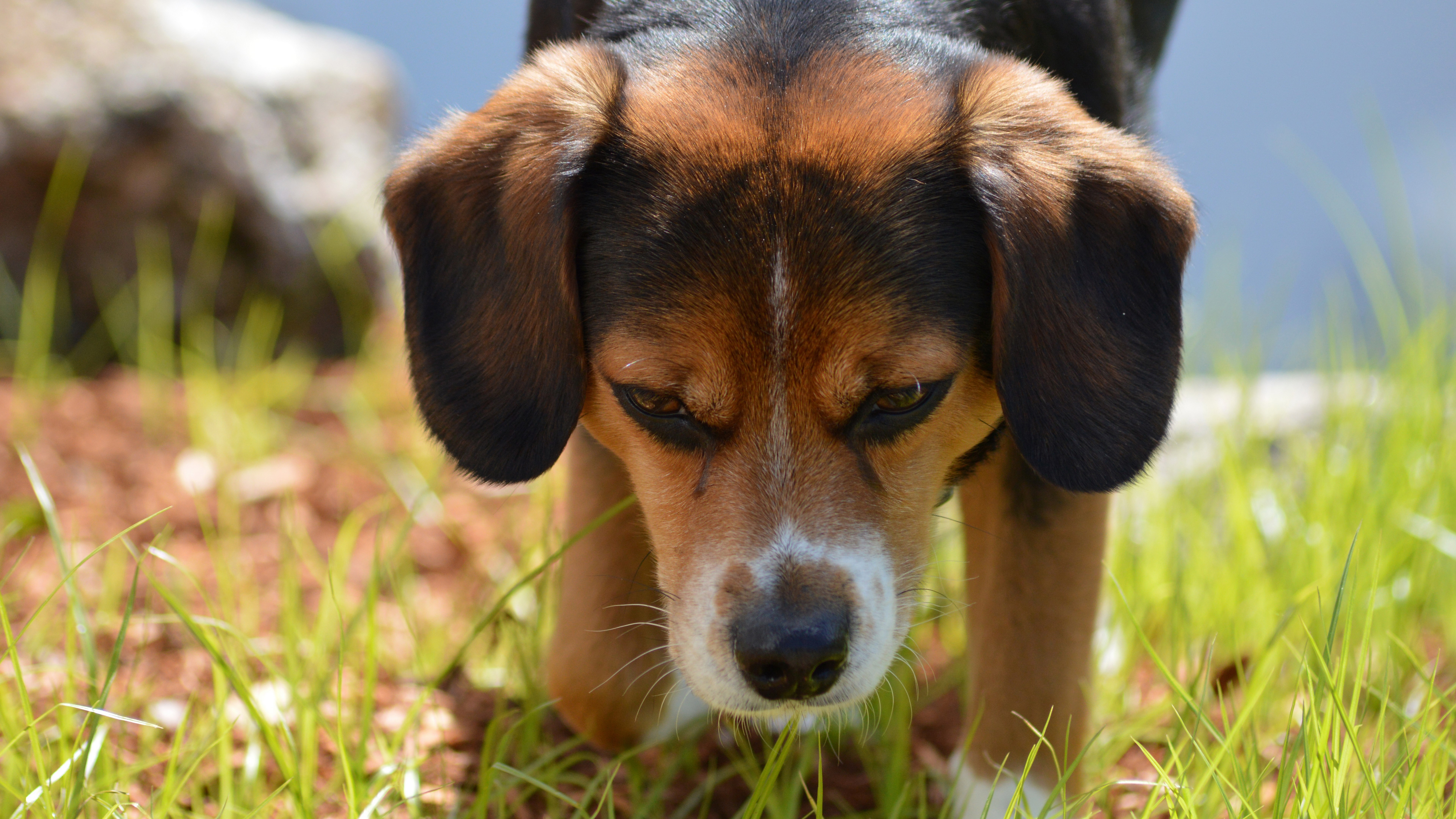 Beagle dog sniffing grass outdoors HD Wallpaper